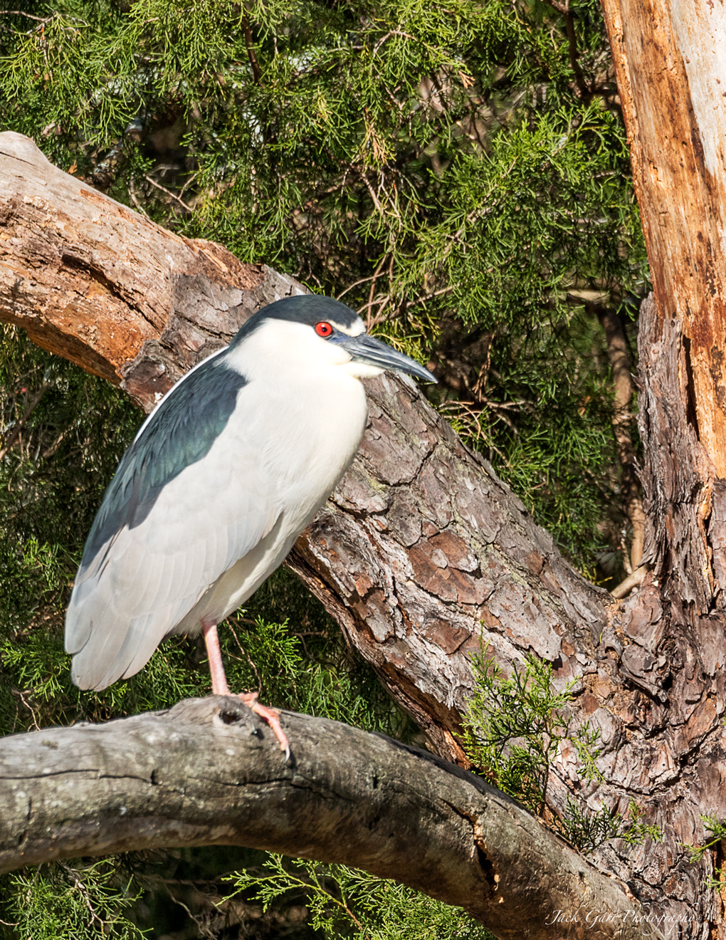 150-600mm F5-6.3 DG OS HSM | Sports 014 sample photo. Black-crouned night-heron photography