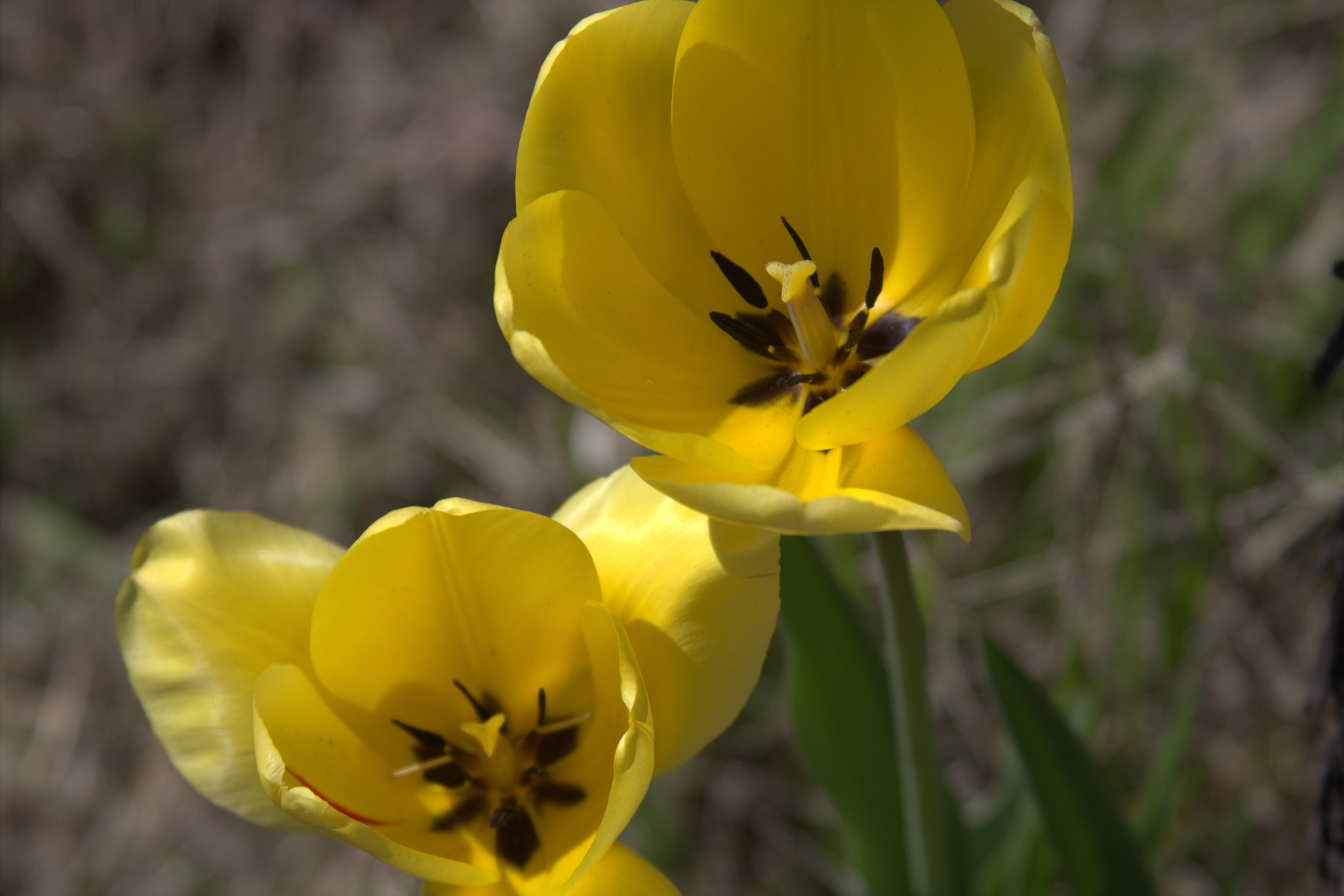 Canon EF 28-135mm F3.5-5.6 IS USM sample photo. Yellow smile photography