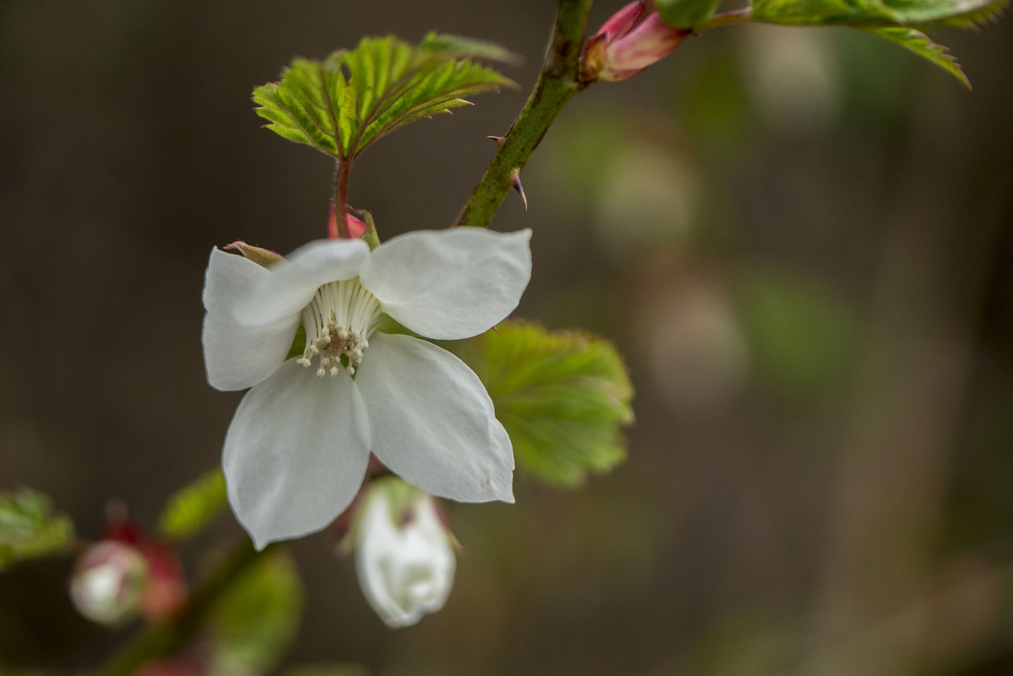 Panasonic Lumix DMC-GM5 + Panasonic Leica DG Macro-Elmarit 45mm F2.8 ASPH OIS sample photo. White flower photography