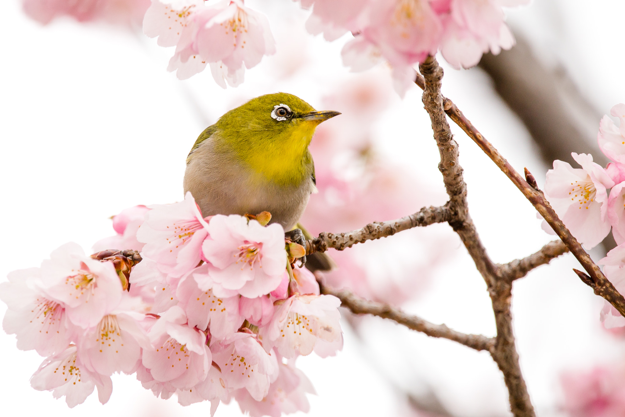 150-600mm F5-6.3 DG OS HSM | Contemporary 015 sample photo. Japanese white-eye photography