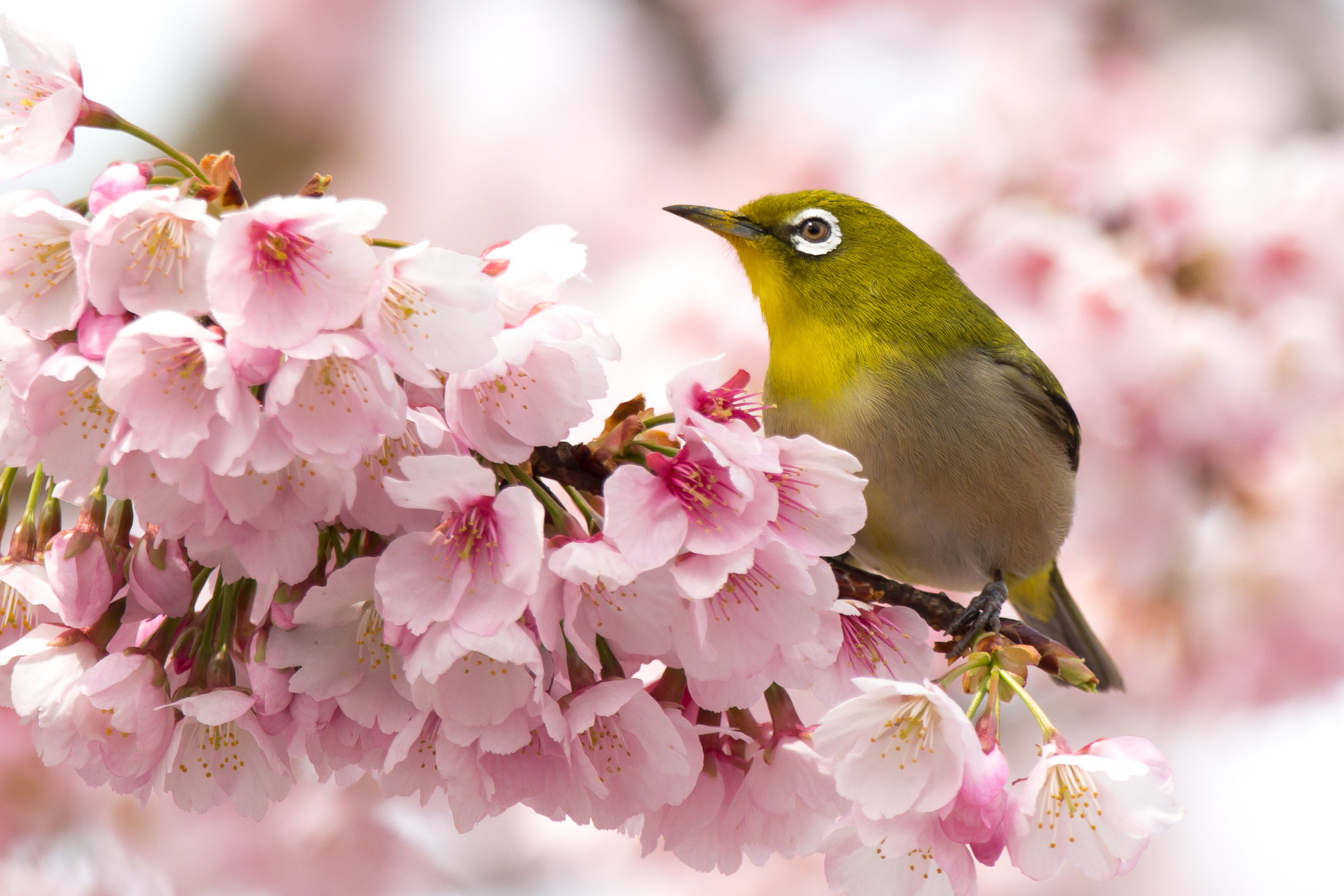 150-600mm F5-6.3 DG OS HSM | Contemporary 015 sample photo. Japanese white-eye photography