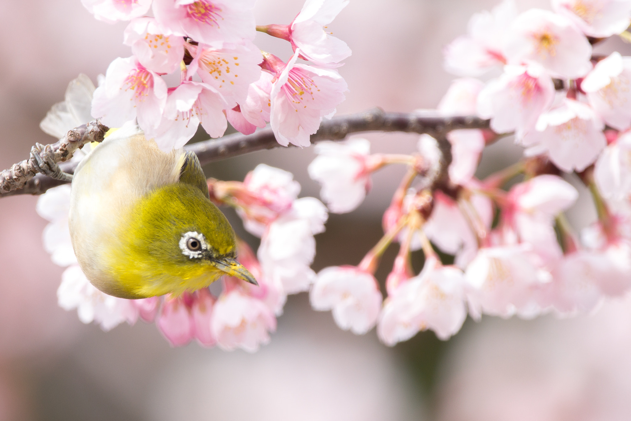 150-600mm F5-6.3 DG OS HSM | Contemporary 015 sample photo. Japanese white-eye photography