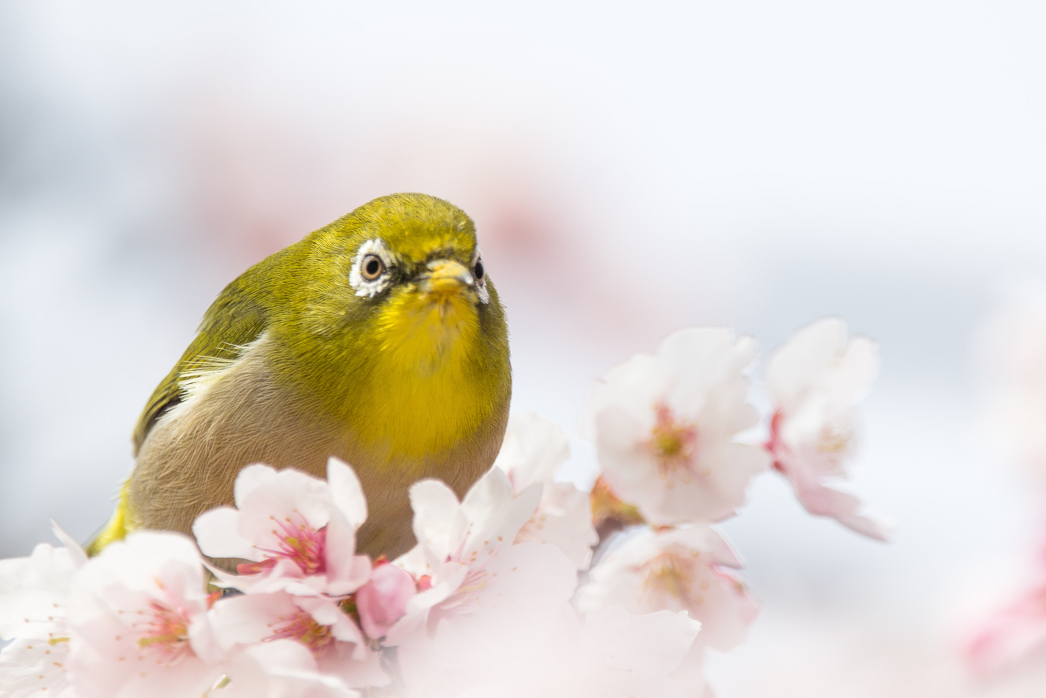 150-600mm F5-6.3 DG OS HSM | Contemporary 015 sample photo. Japanese white-eye photography
