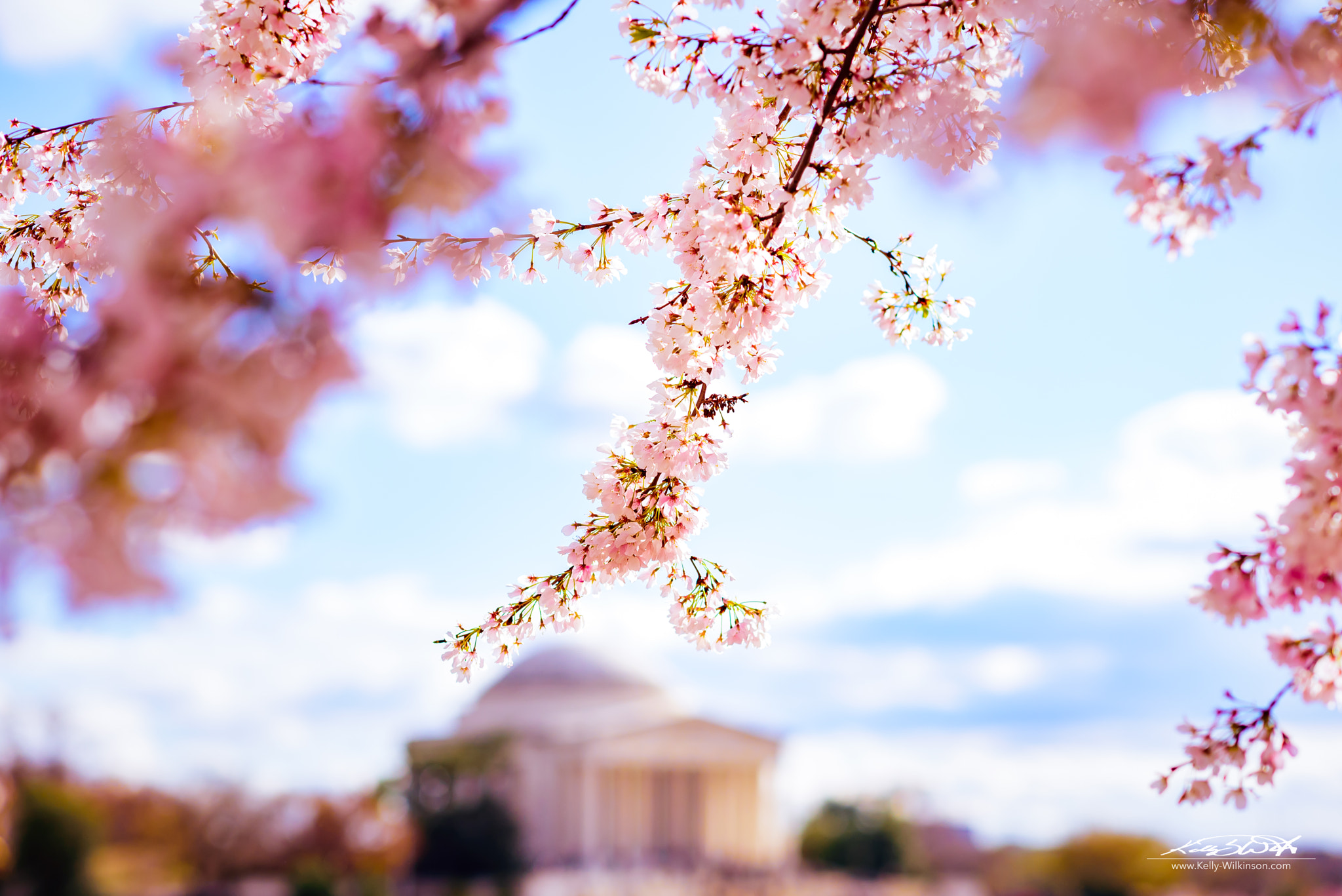 Nikon D750 + Nikon AF-S Nikkor 85mm F1.4G sample photo. Blossomed photography