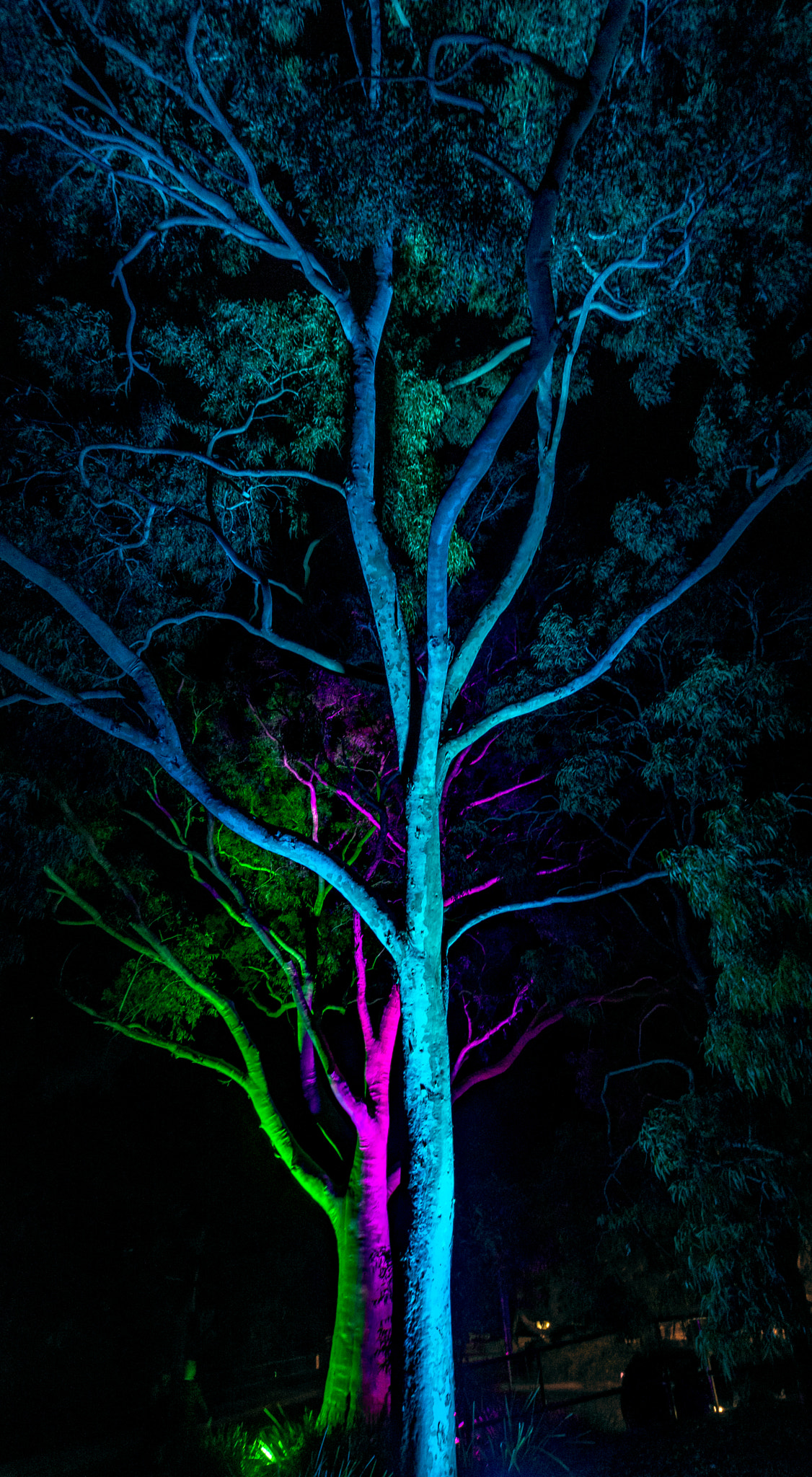 Nikon D7200 sample photo. Gum trees painted with light photography