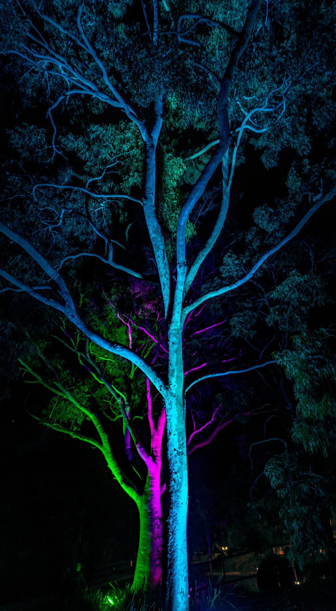 Nikon D7200 + Sigma 10-20mm F3.5 EX DC HSM sample photo. Gum trees painted with light photography