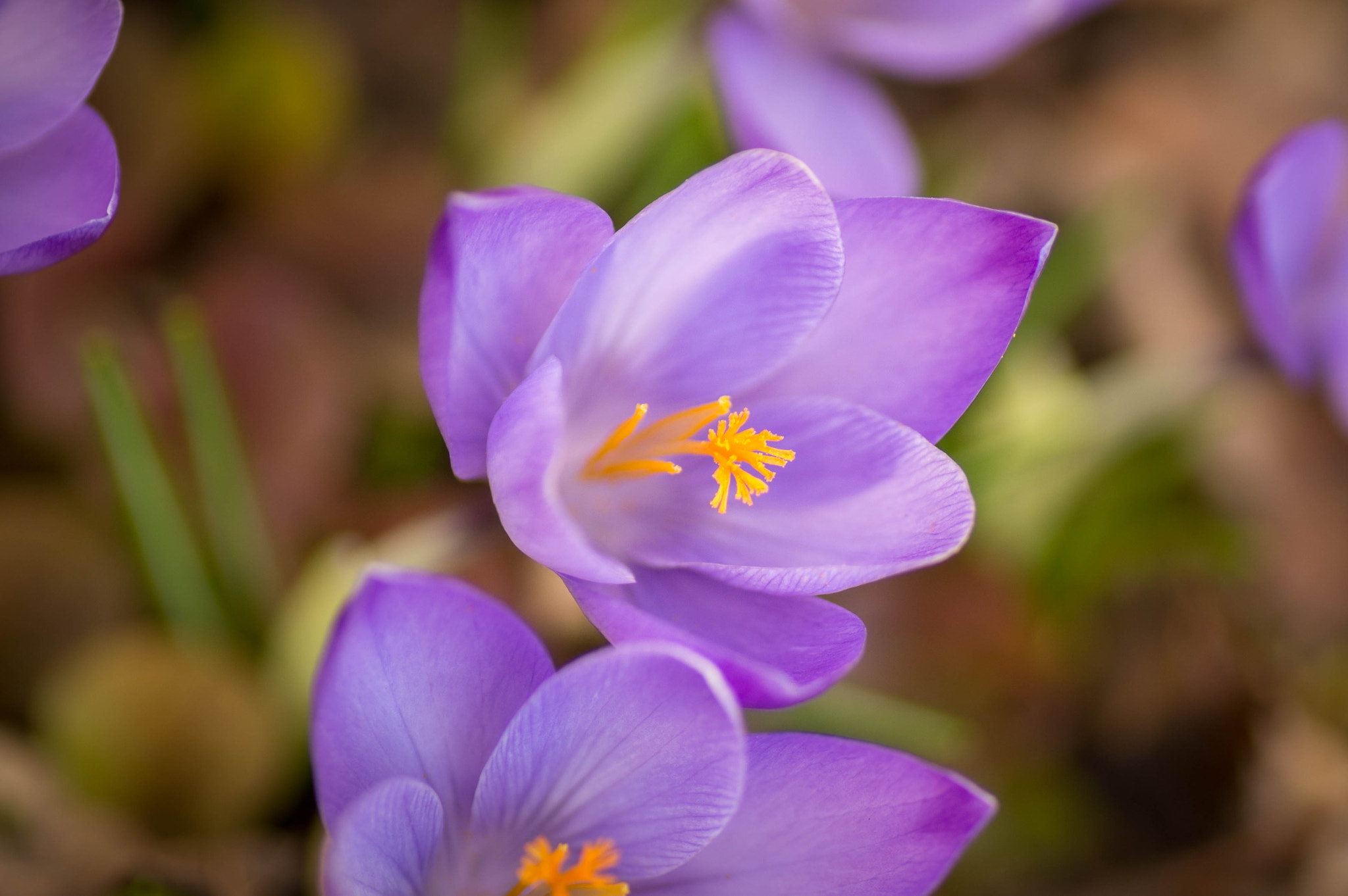 Nikon D3200 sample photo. Spring 2 photography
