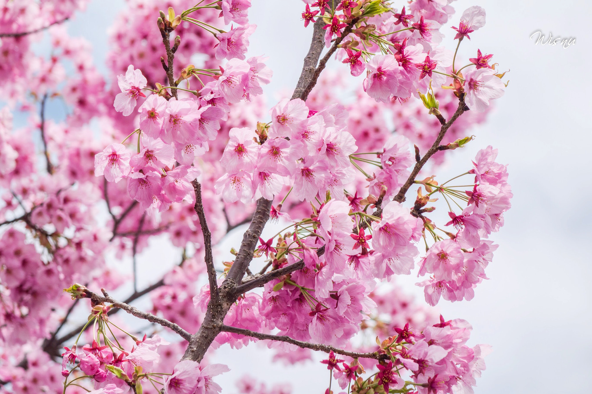 Sony Cyber-shot DSC-RX10 II sample photo. Sakura is blooming in fukuoka this week and many p ... photography