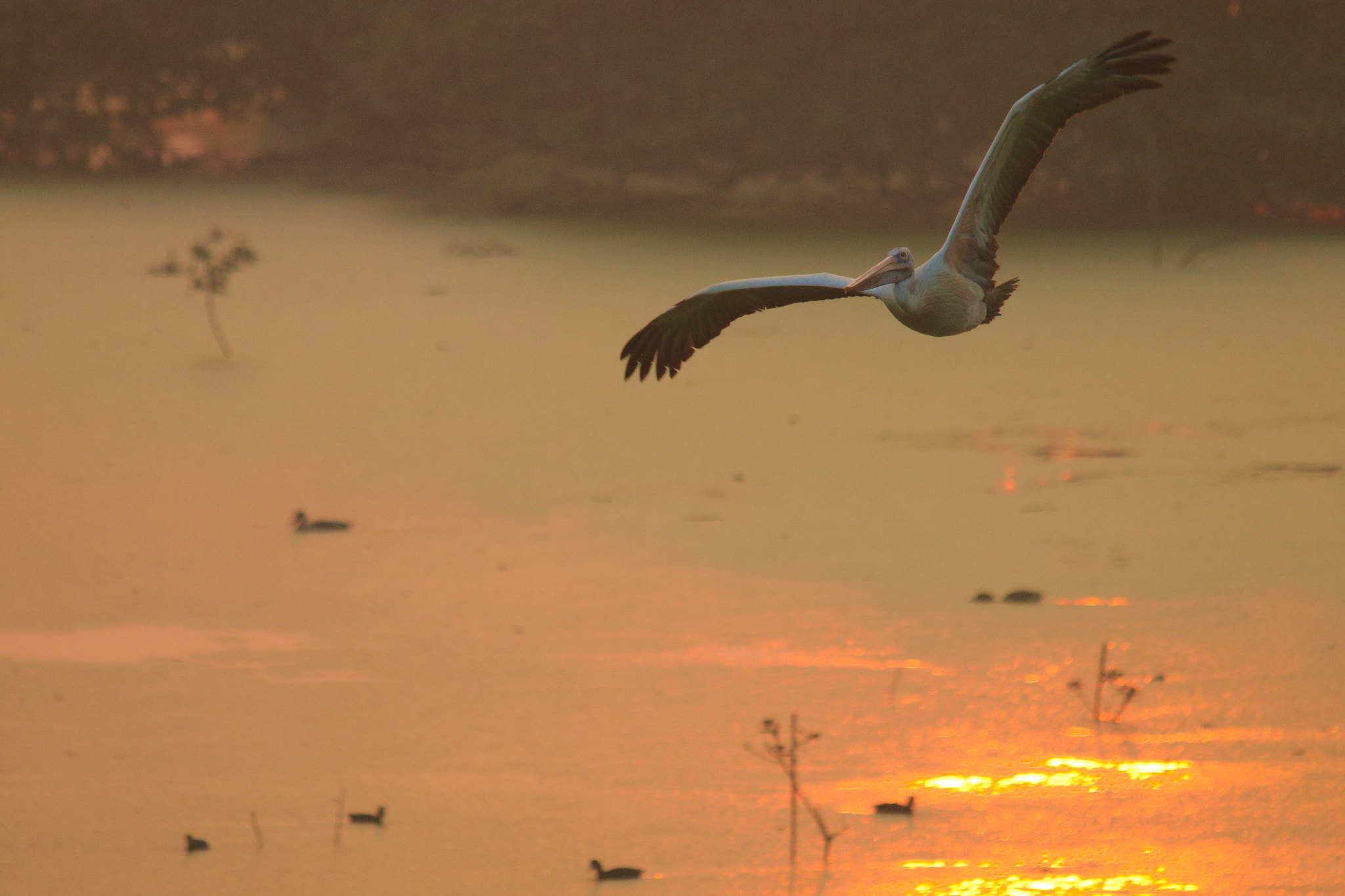 Canon EOS 70D + Sigma 150-500mm F5-6.3 DG OS HSM sample photo. Grey pelican with sun's reflection photography