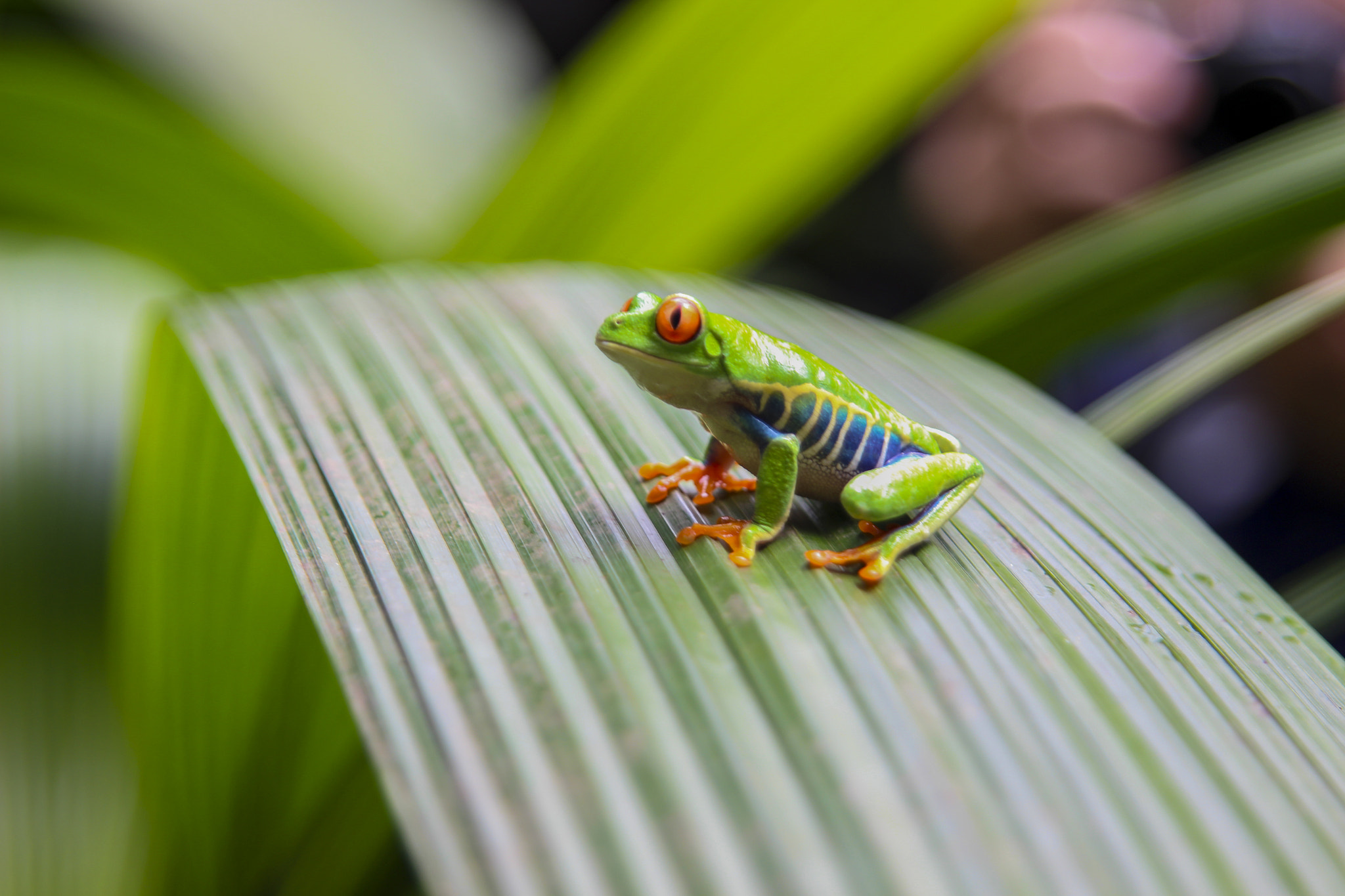 Sigma 24-70mm F2.8 EX DG Macro sample photo. Green frog photography