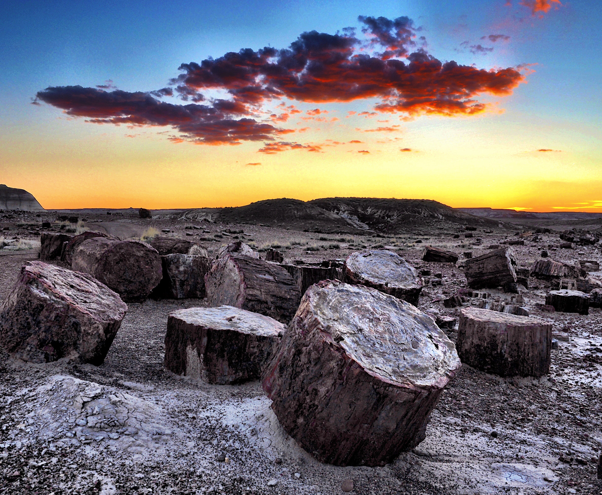 Olympus OM-D E-M5 II sample photo. Petrified forest photography