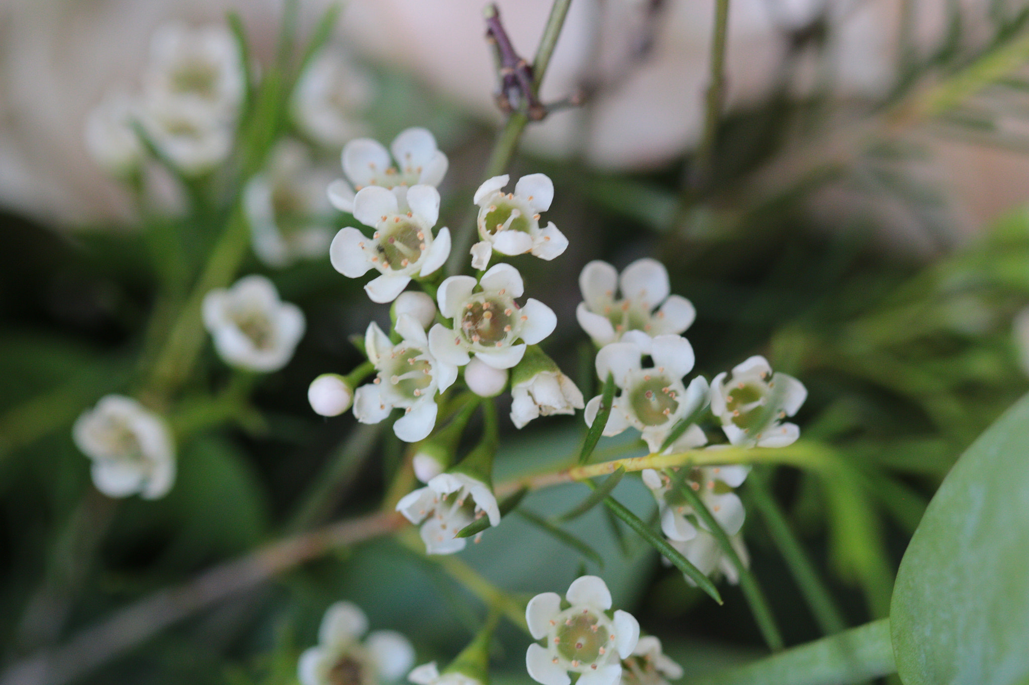 Canon EF 100mm F2.8 Macro USM sample photo. Img photography