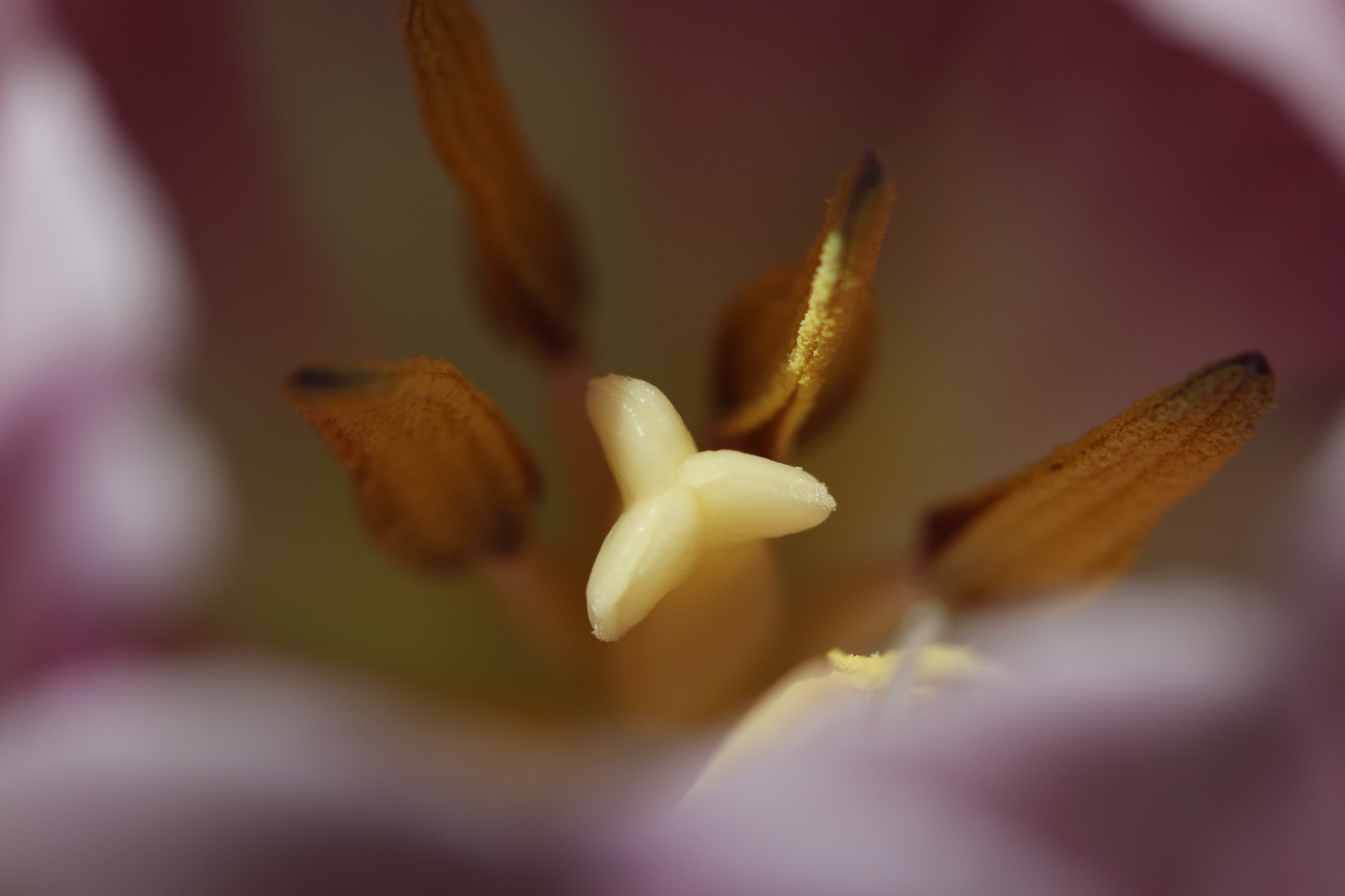 Canon EF 100mm F2.8 Macro USM sample photo. Img photography