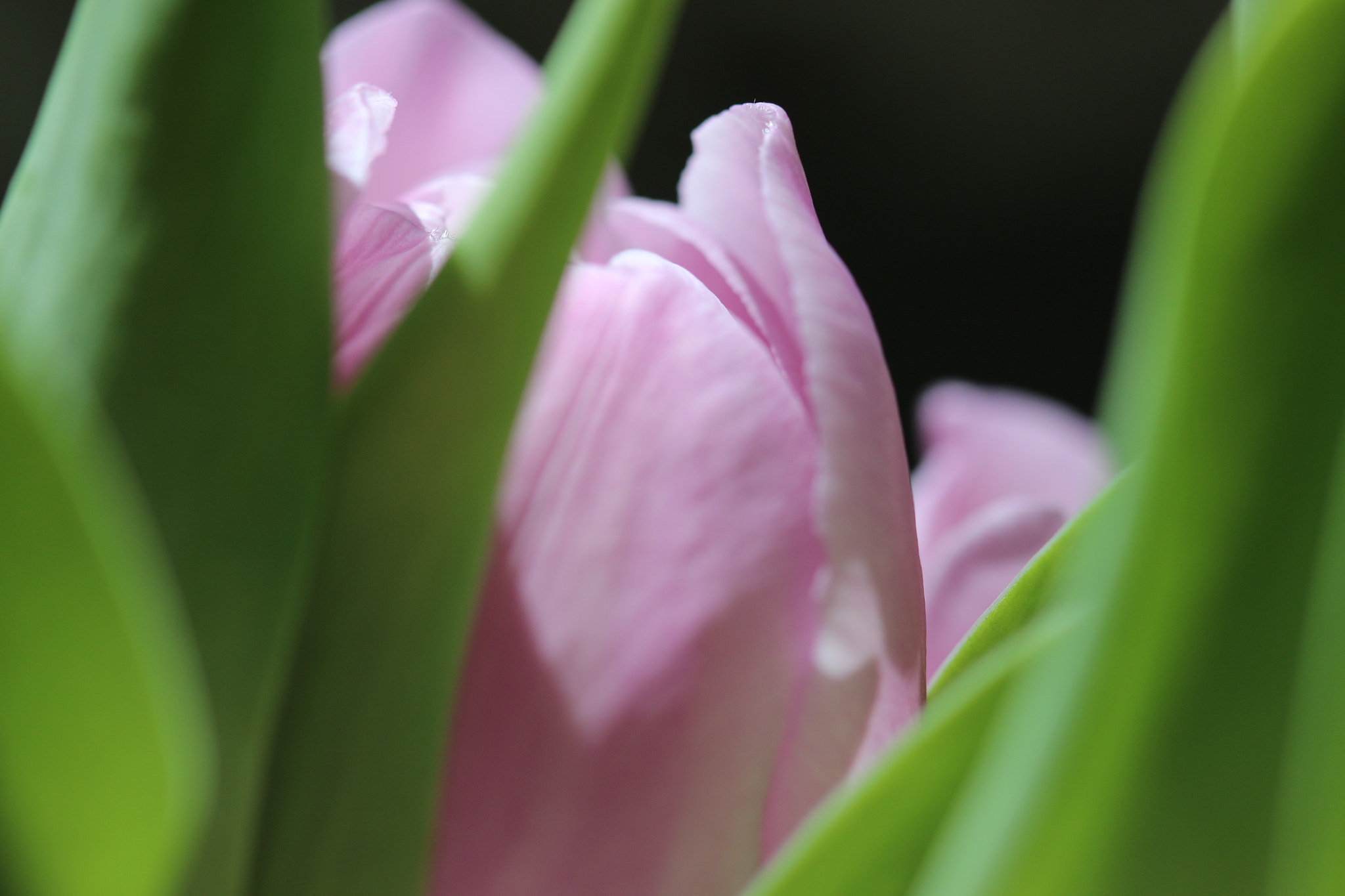 Canon EF 100mm F2.8 Macro USM sample photo. Img photography