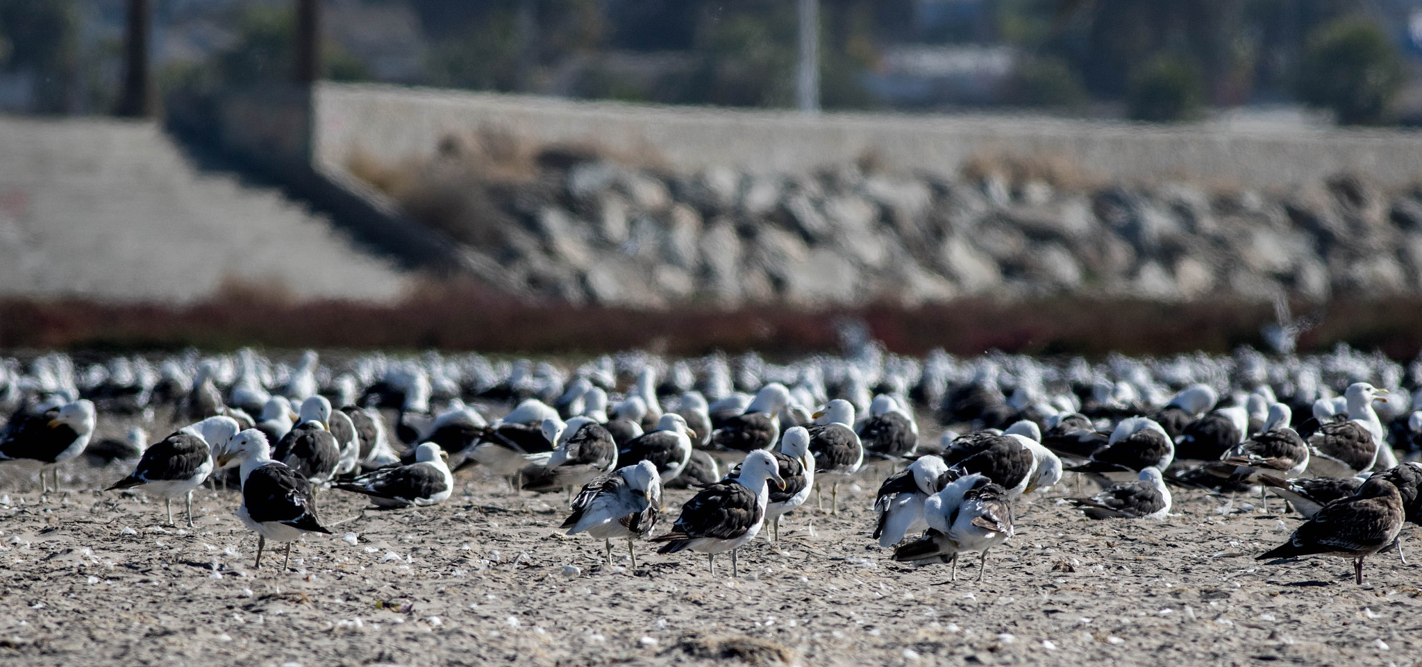Canon EF 400mm F5.6L USM sample photo. Gaviotas photography