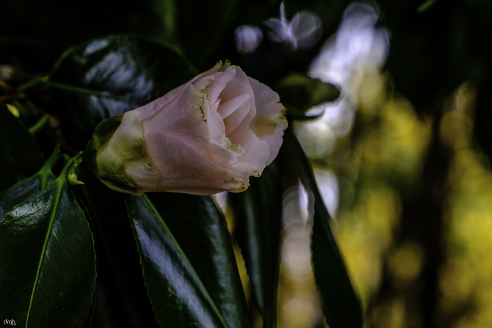 Fujifilm X-T2 sample photo. Flower photography