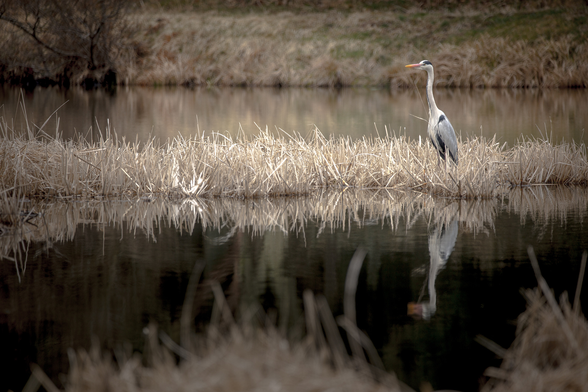 150-600mm F5-6.3 DG OS HSM | Contemporary 015 sample photo. Gray heron photography
