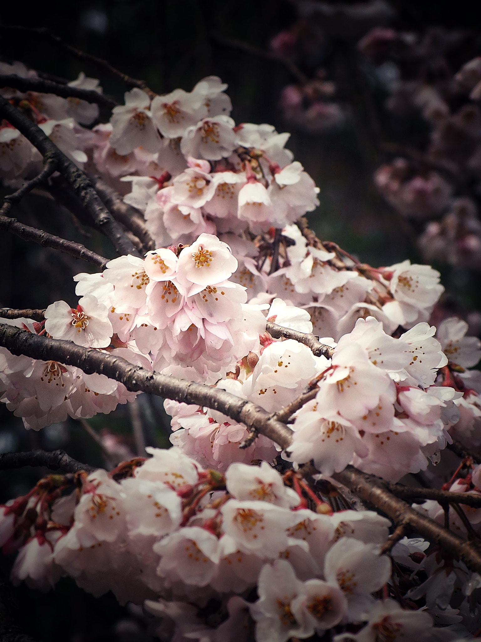 Olympus OM-D E-M1 sample photo. Spring scene photography