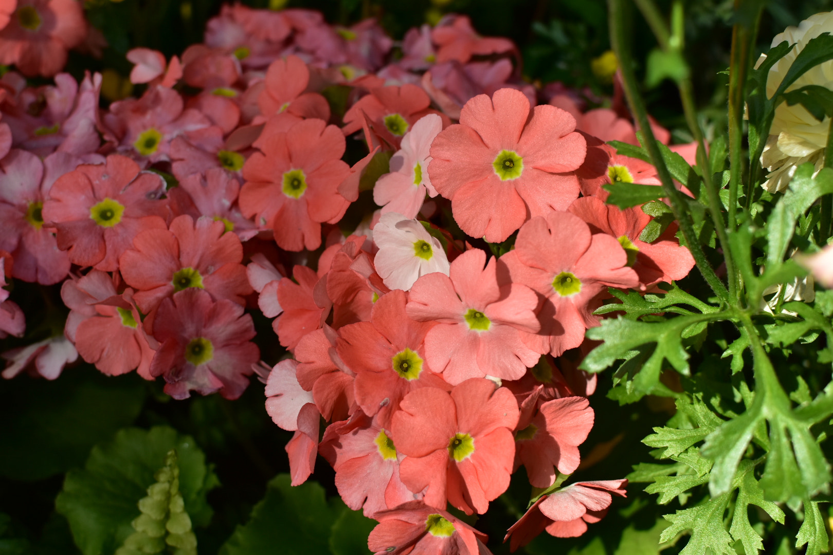 Nikon AF-S DX Nikkor 35mm F1.8G sample photo. Flower  photography