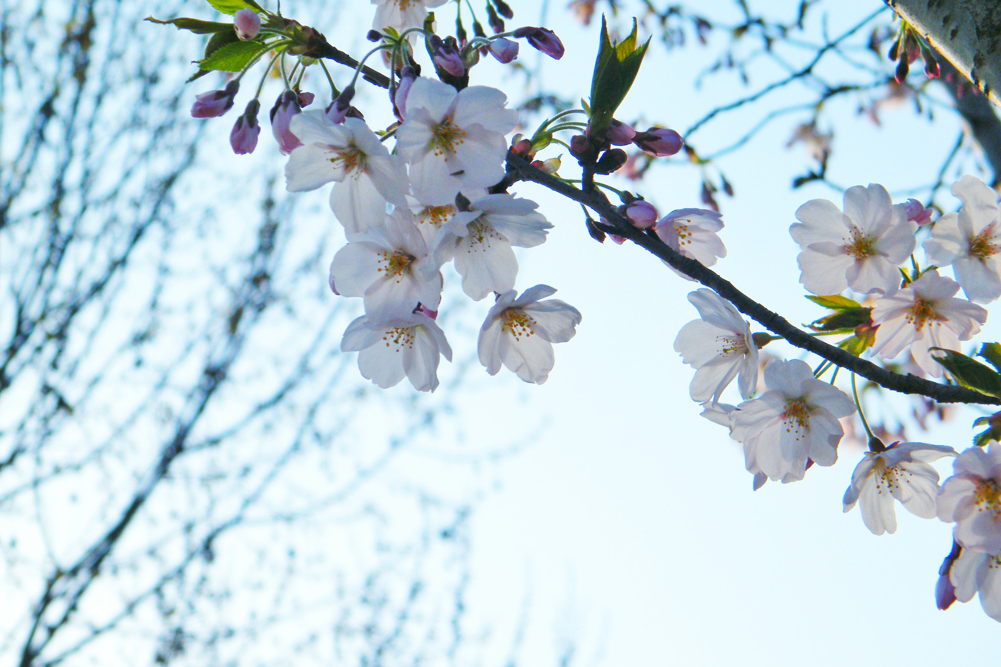 Fujifilm FinePix S2000HD sample photo