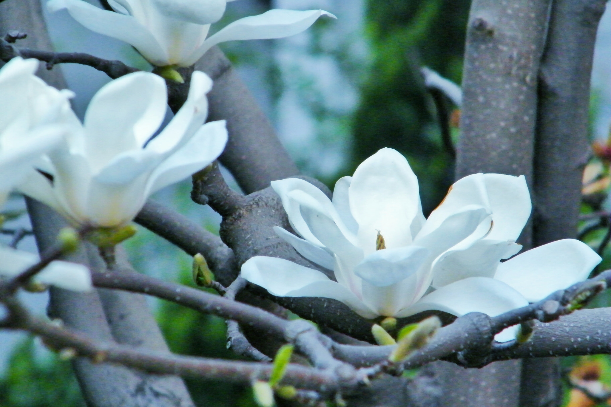 Fujifilm FinePix S2000HD sample photo