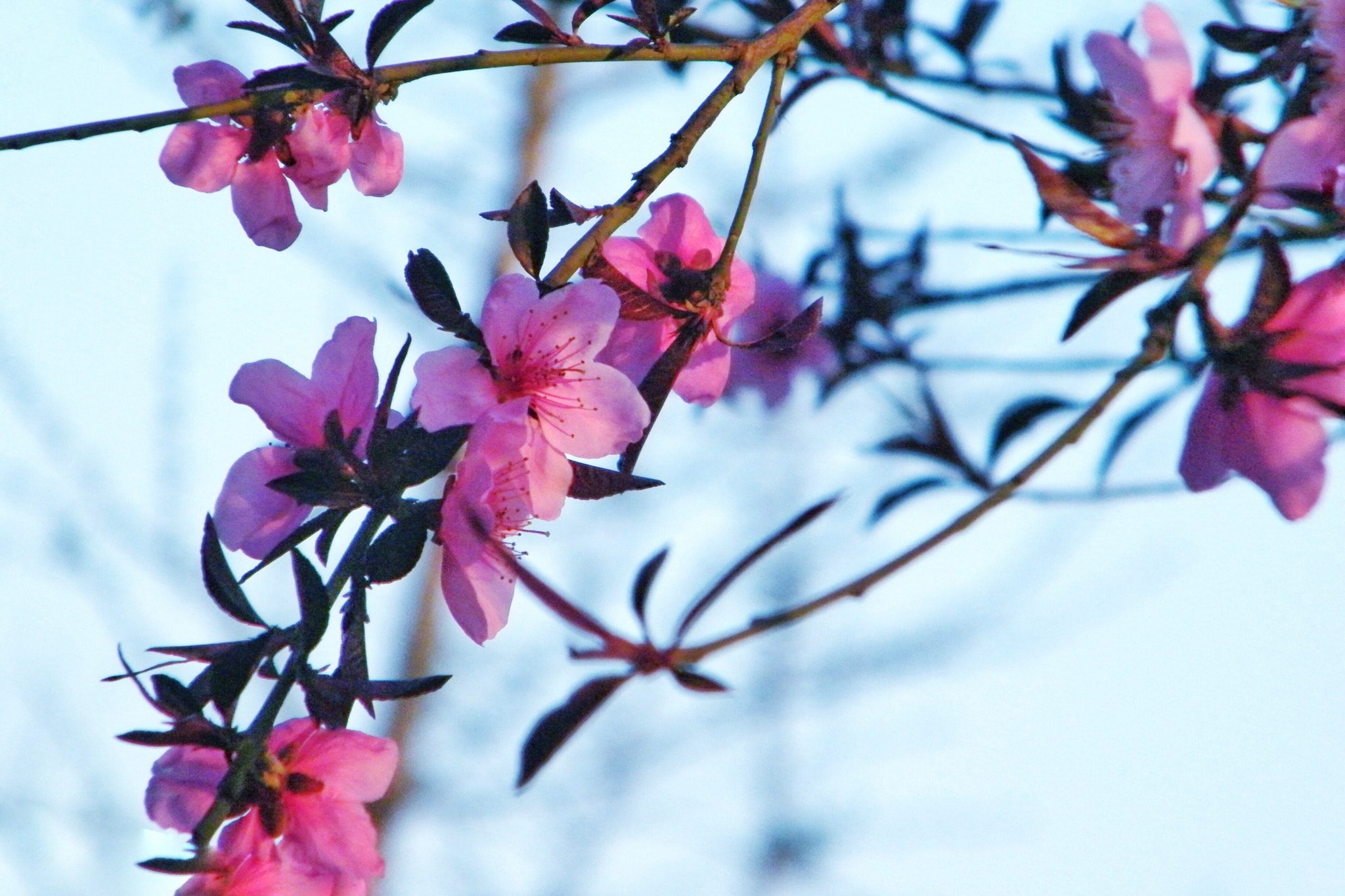 Fujifilm FinePix S2000HD sample photo
