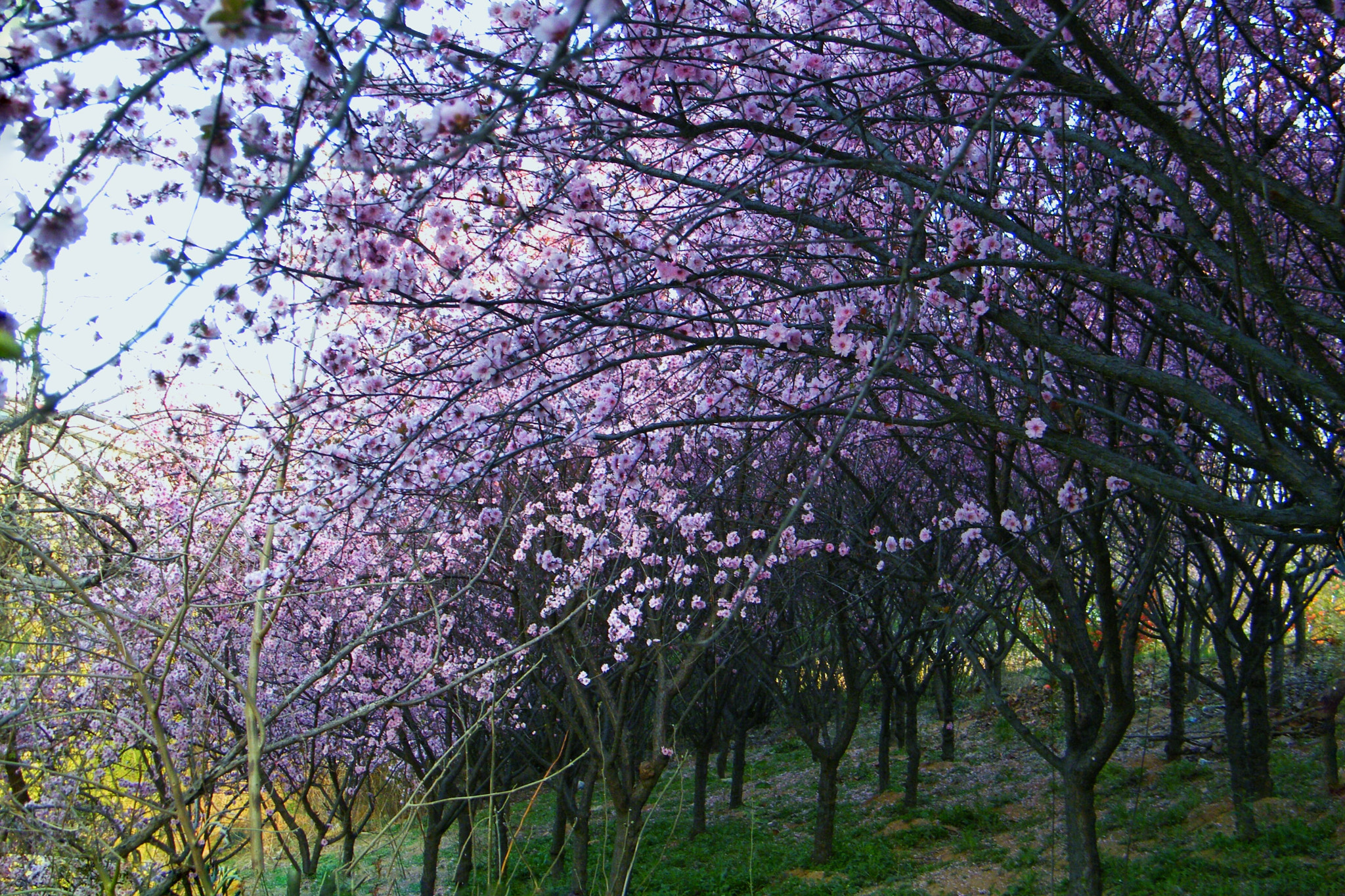 Fujifilm FinePix S2000HD sample photo