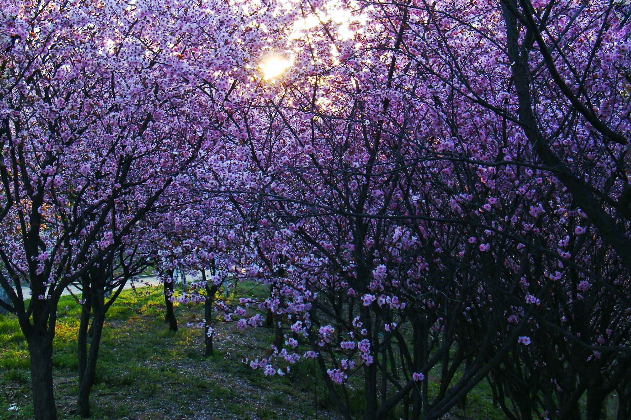 Fujifilm FinePix S2000HD sample photo
