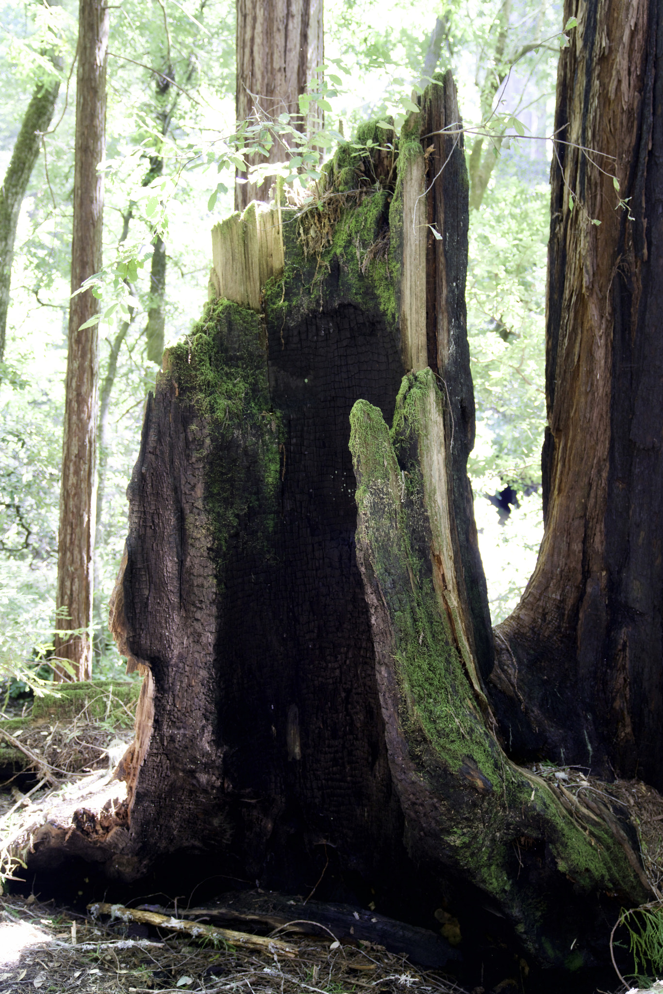 Sony a7R II sample photo. Redwood monolith photography