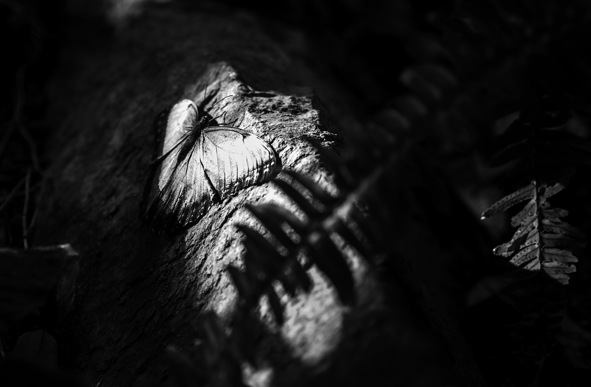 Nikon D7100 sample photo. Alone photography