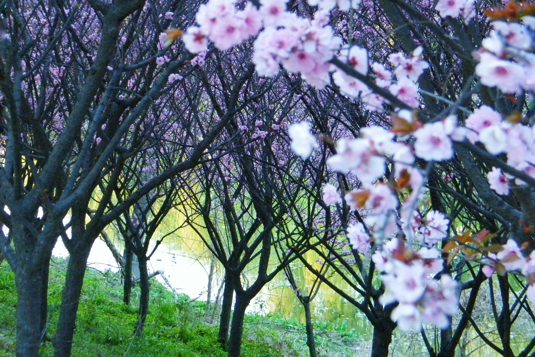 Fujifilm FinePix S2000HD sample photo