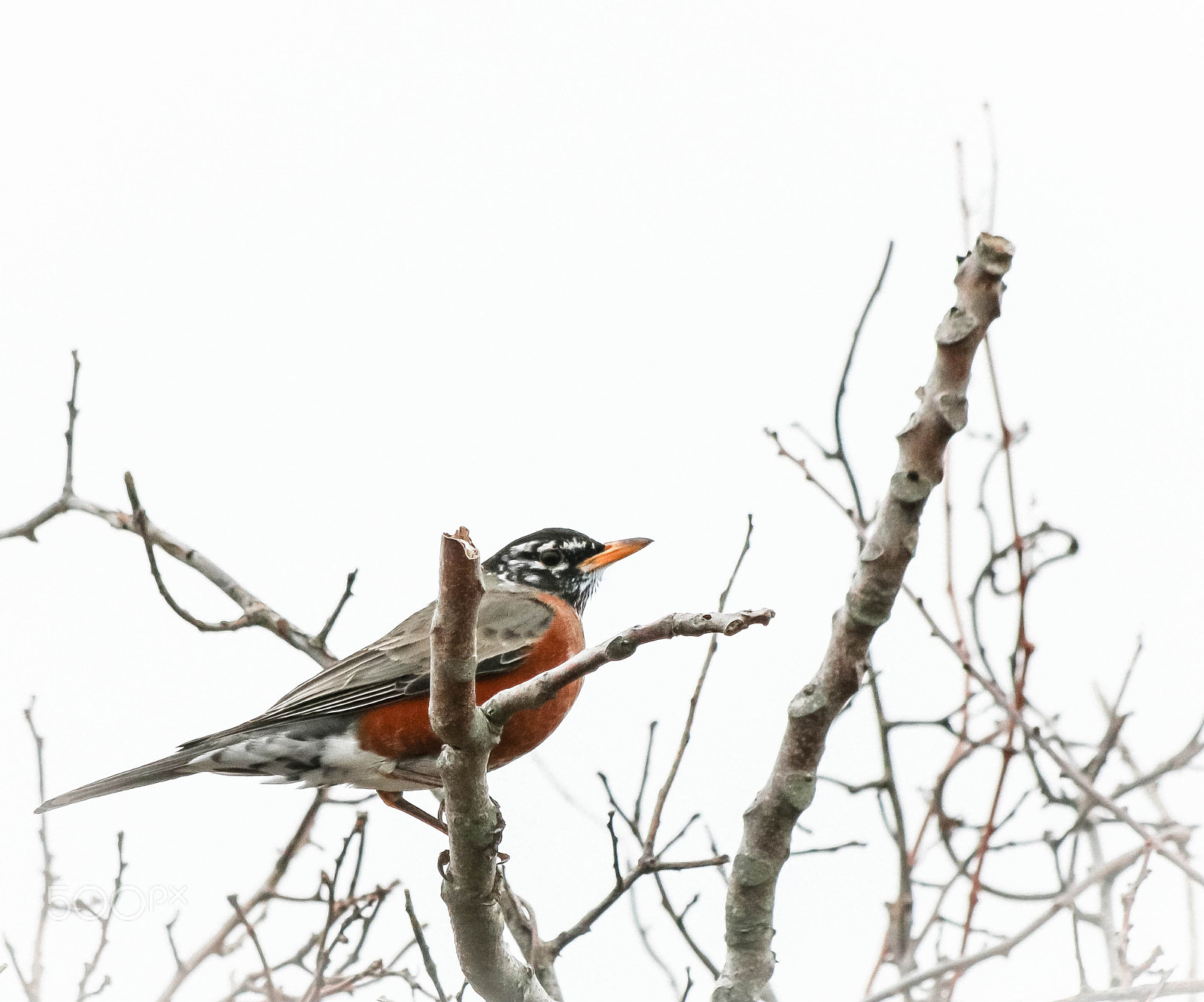 Canon EF 70-300mm F4-5.6 IS USM sample photo. Img photography