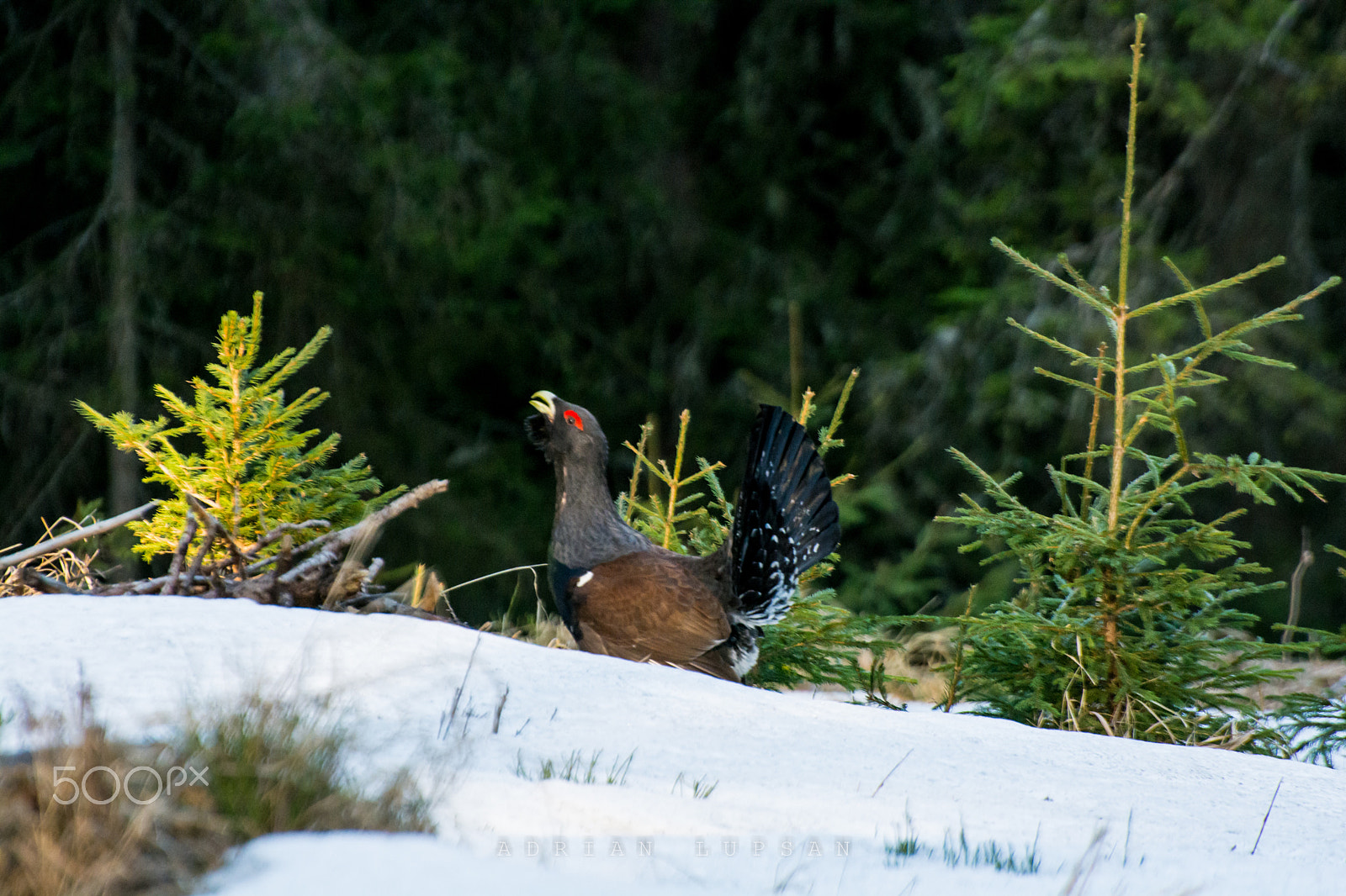 Nikon D7100 sample photo. Tetrao urogallus photography