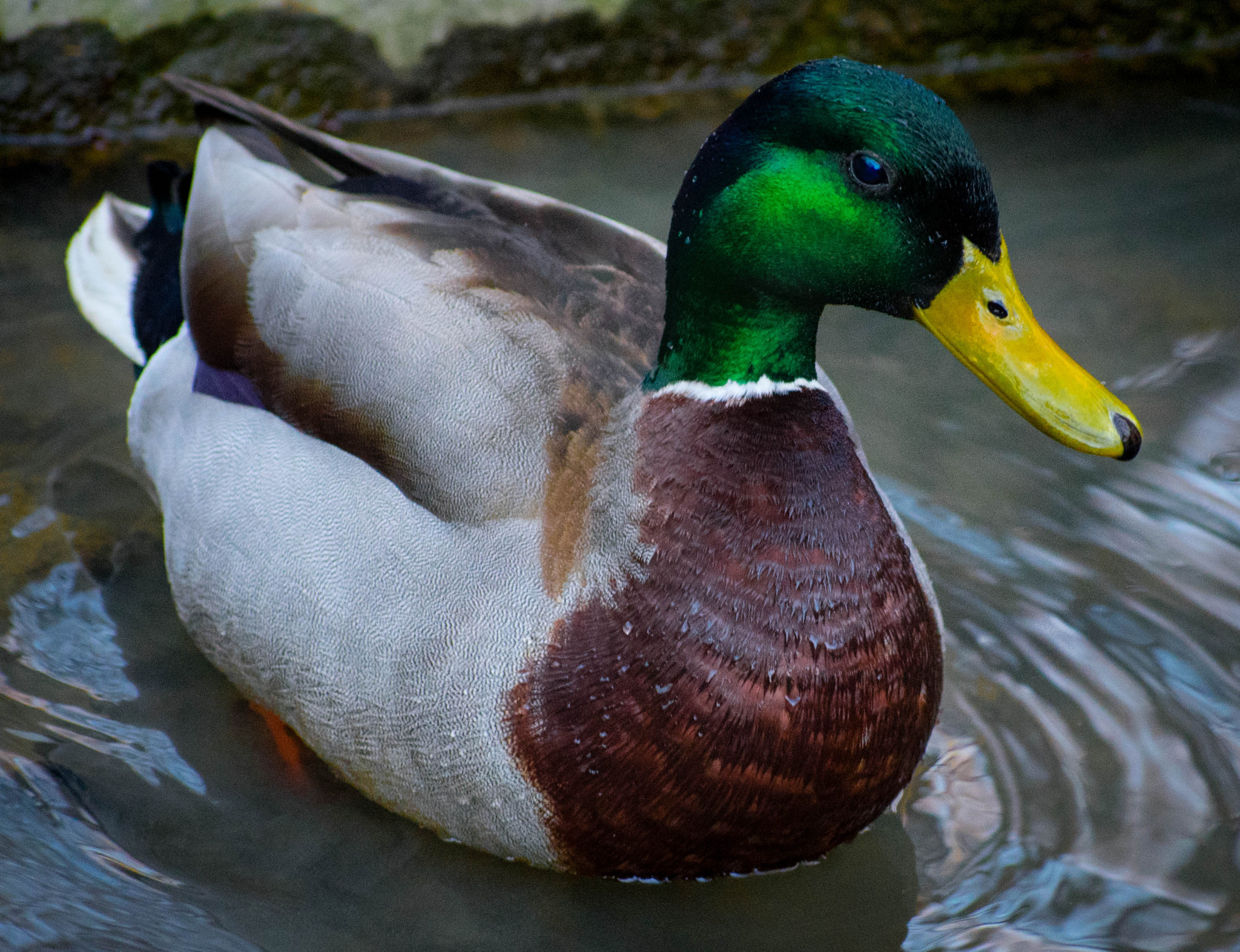 Nikon AF-S Nikkor 70-200mm F2.8G ED VR II sample photo. Mallard in water photography