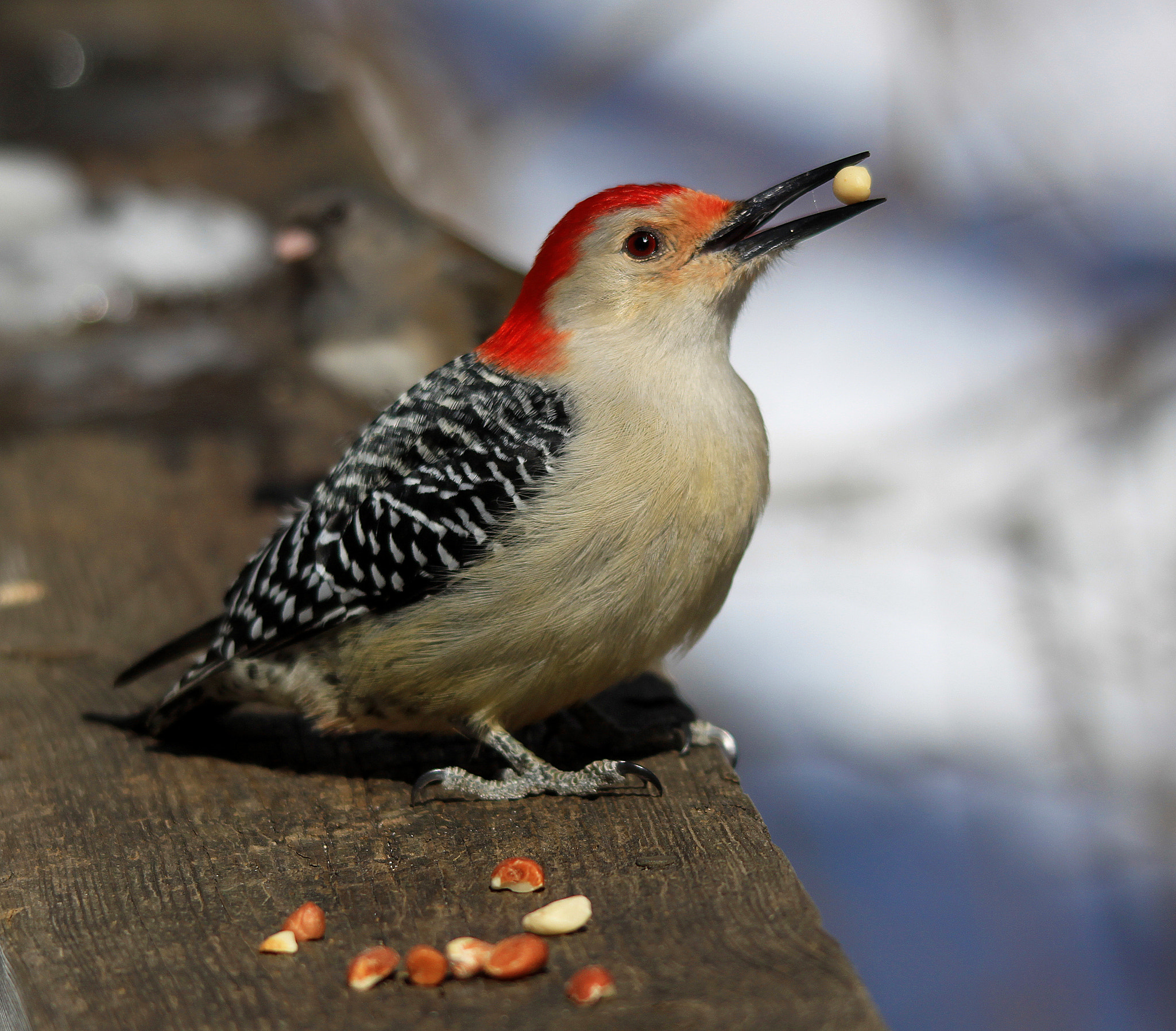 Canon EOS 500D (EOS Rebel T1i / EOS Kiss X3) sample photo. Woodpecker and seed photography