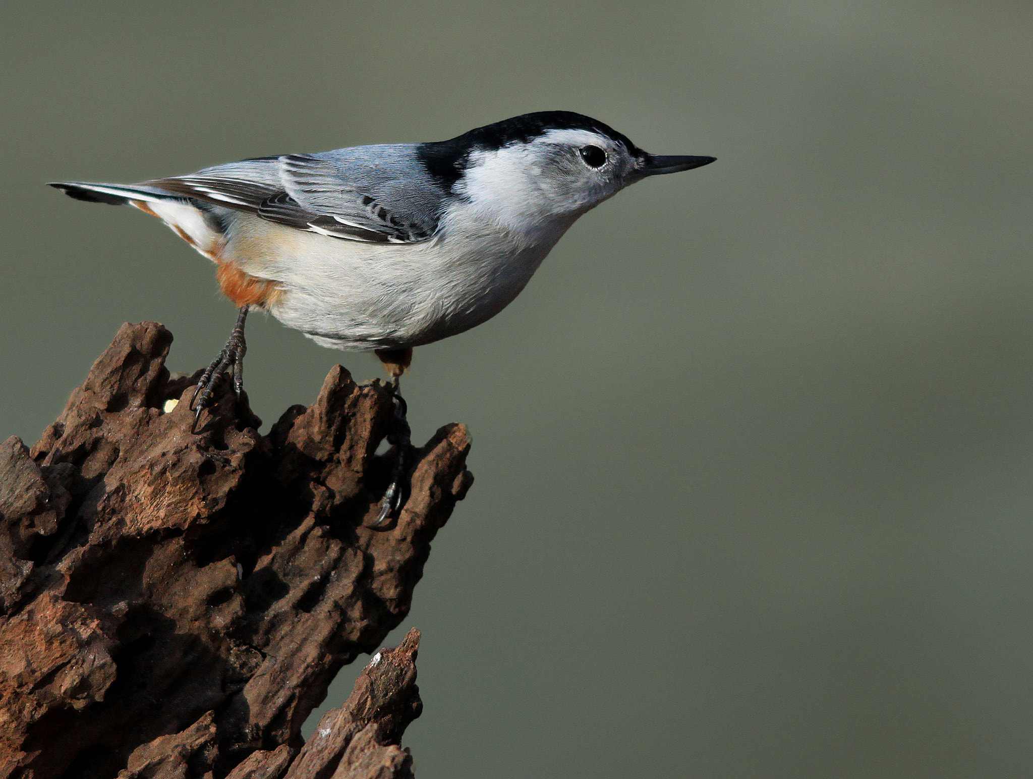 Canon EOS 500D (EOS Rebel T1i / EOS Kiss X3) sample photo. Nuthatch posing photography