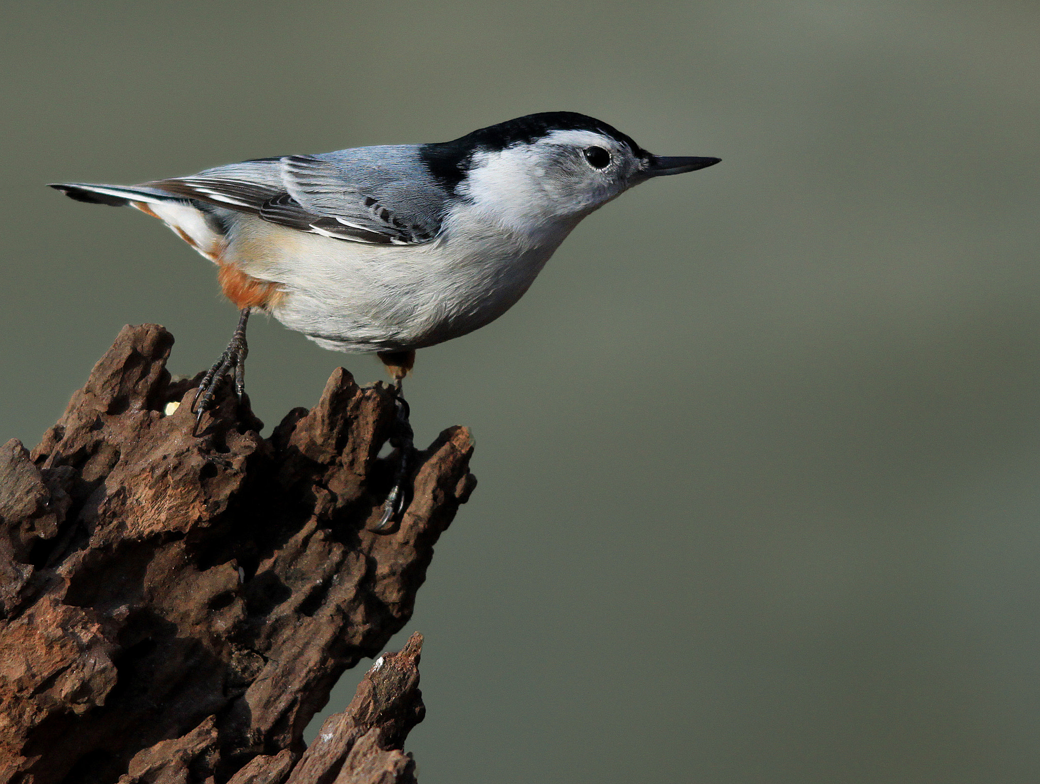 Sigma 150-500mm F5-6.3 DG OS HSM sample photo. Nuthatch posing photography