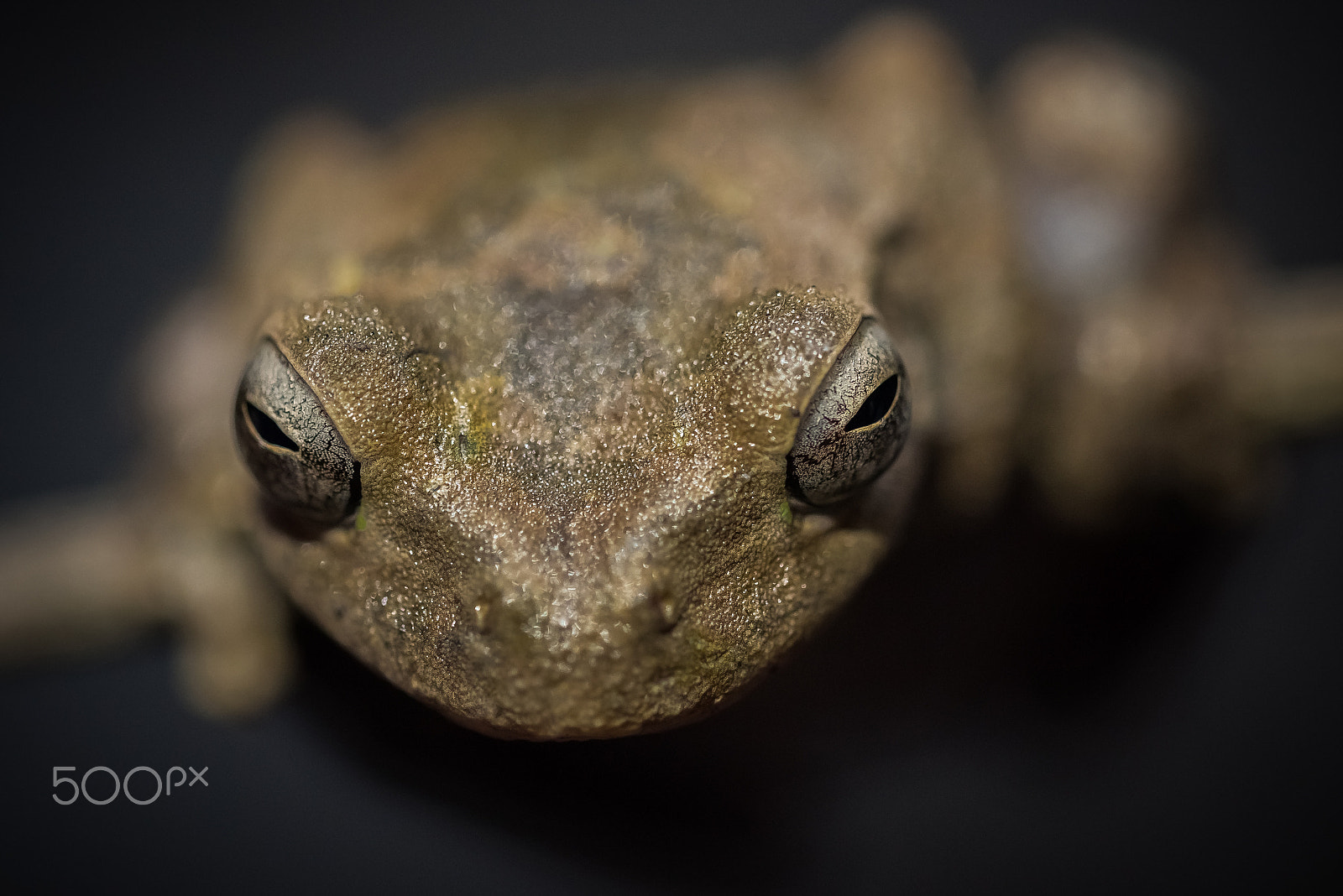 Sigma 105mm F2.8 EX DG OS HSM sample photo. Curious frog photography