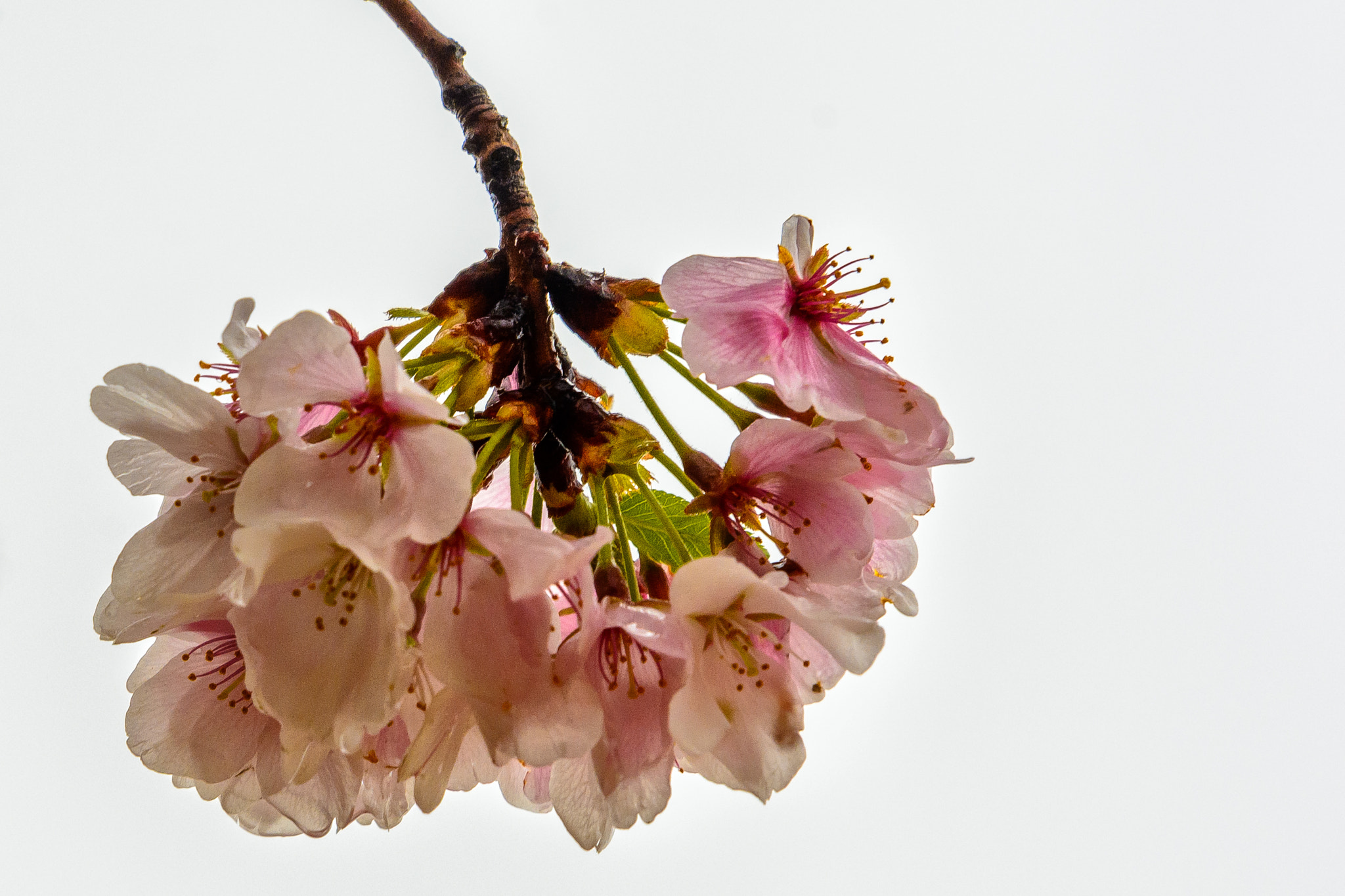 Nikon D7100 sample photo. Cherry blossom photography
