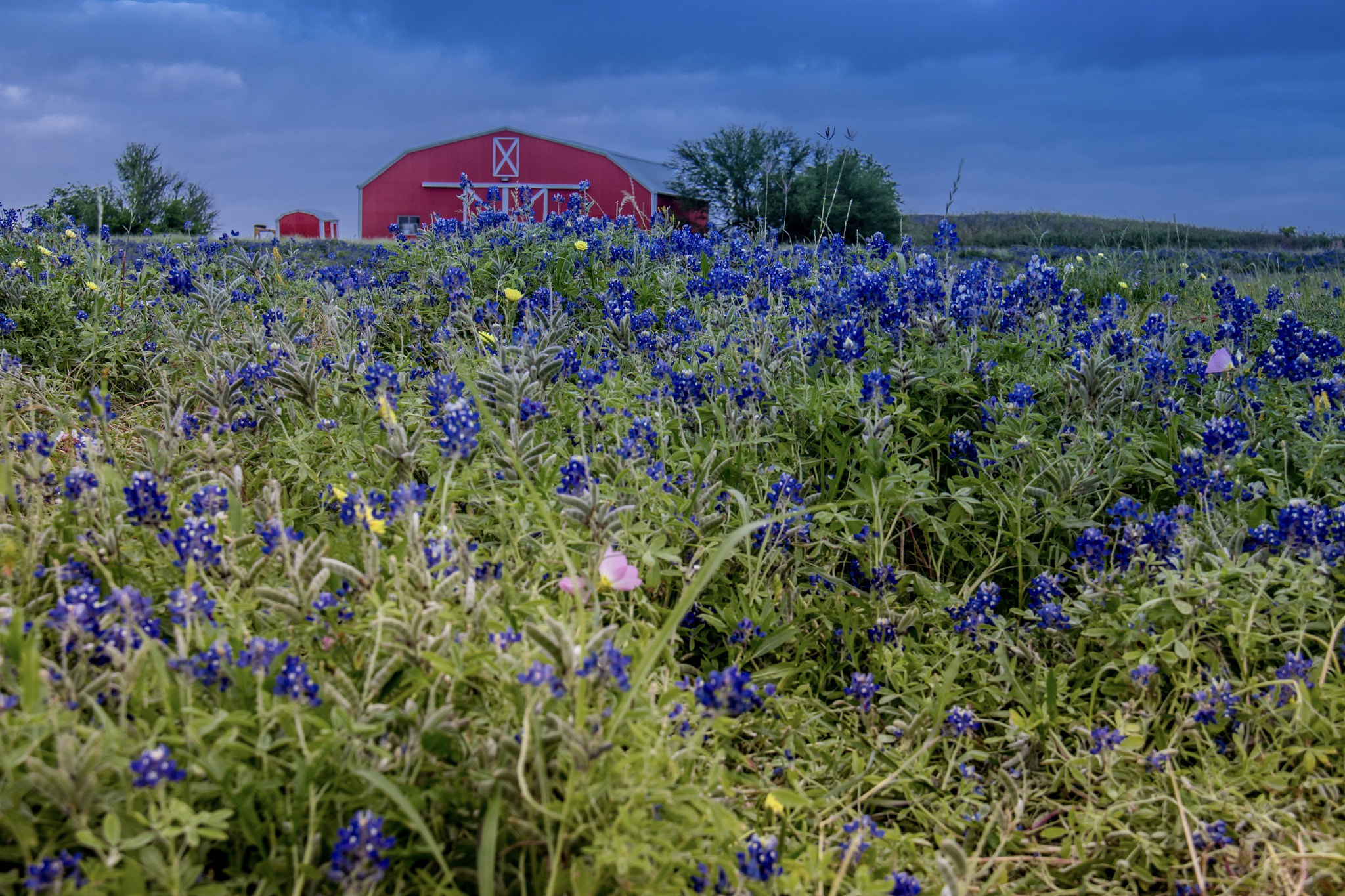 Canon EF-S 18-200mm F3.5-5.6 IS sample photo. Texas blue bonnets photography