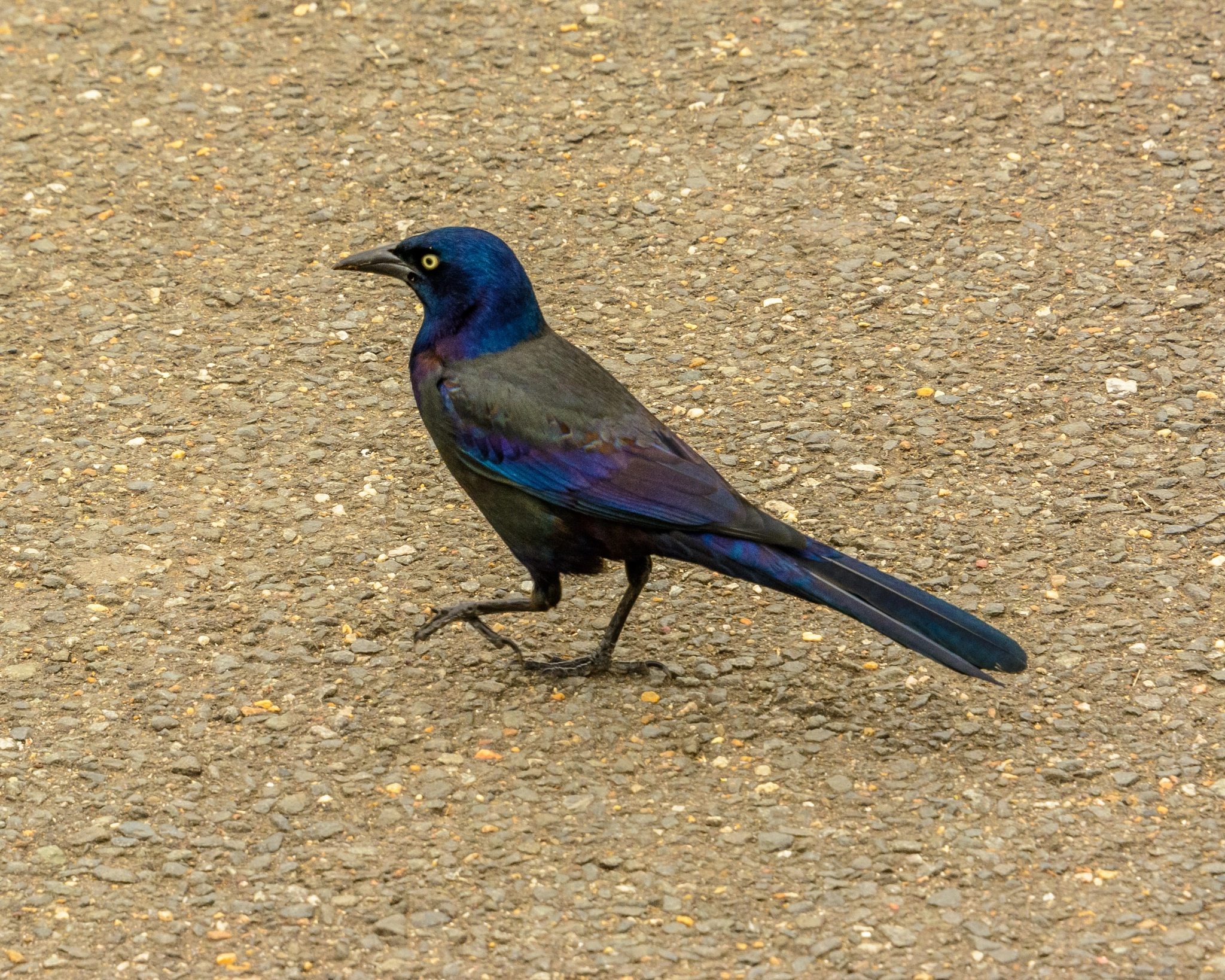 Nikon D7100 sample photo. Strutting grackle photography
