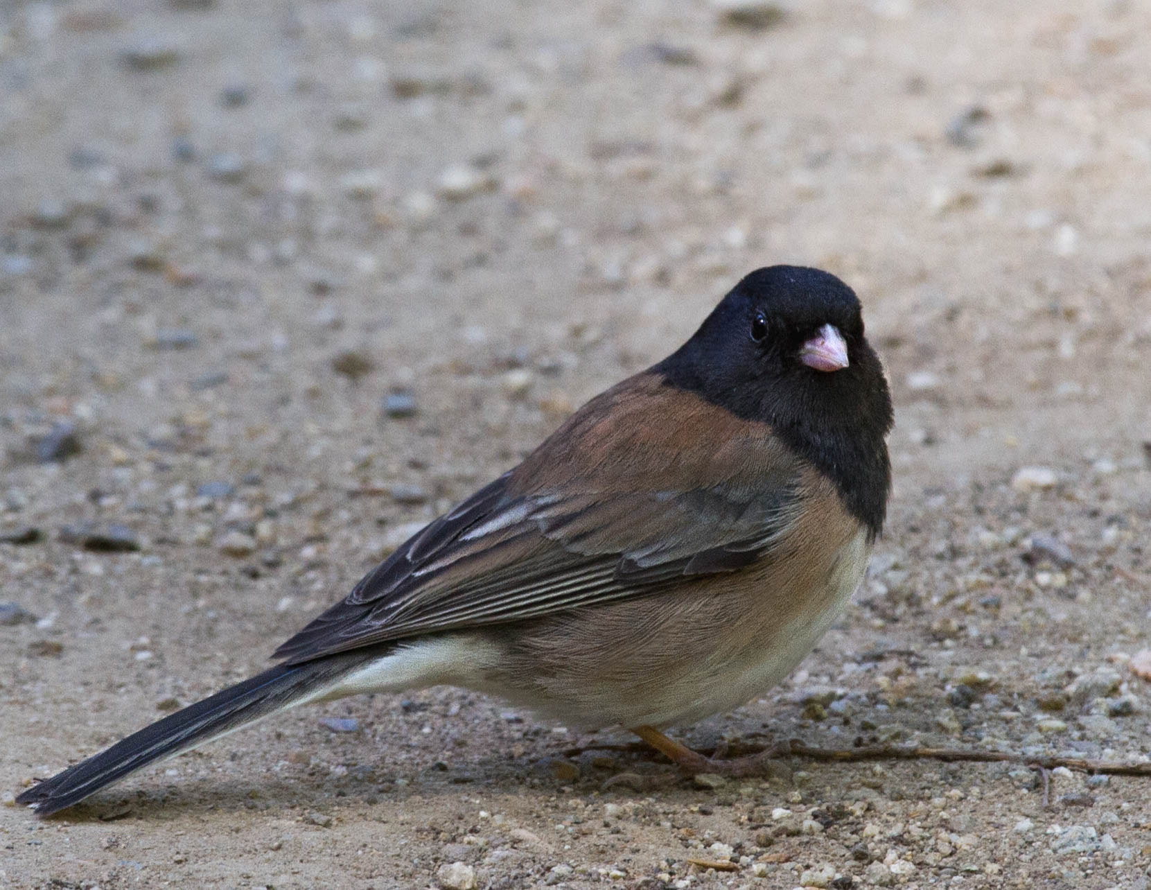 Canon EOS 7D + Canon EF 70-200mm F4L IS USM sample photo. Black-eyed junco photography