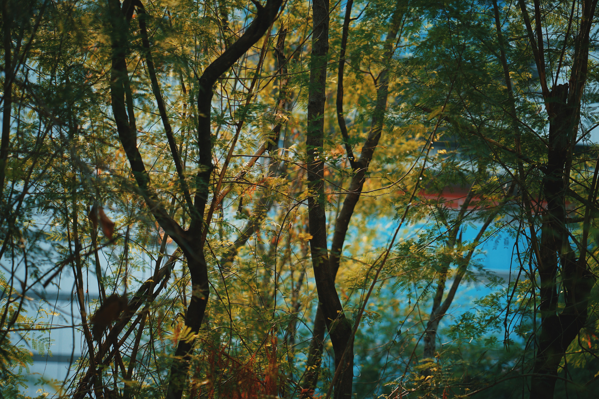 ZEISS Batis 85mm F1.8 sample photo