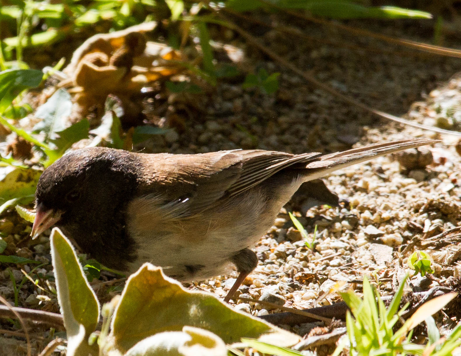 Canon EOS 7D + Canon EF 70-200mm F4L IS USM sample photo. Black-eyed junco catches a meal photography