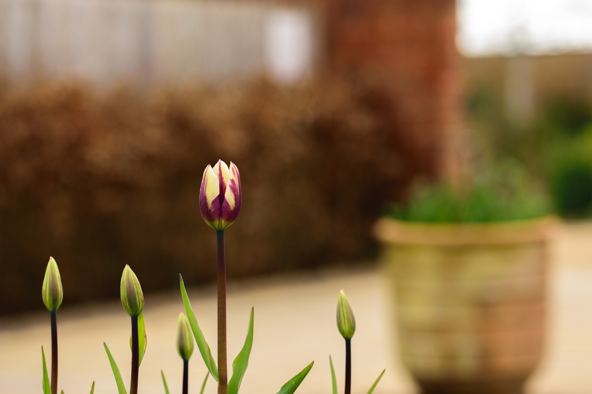 Nikon D5300 + Sigma 105mm F2.8 EX DG OS HSM sample photo. Early blooming tulip in walled garden photography