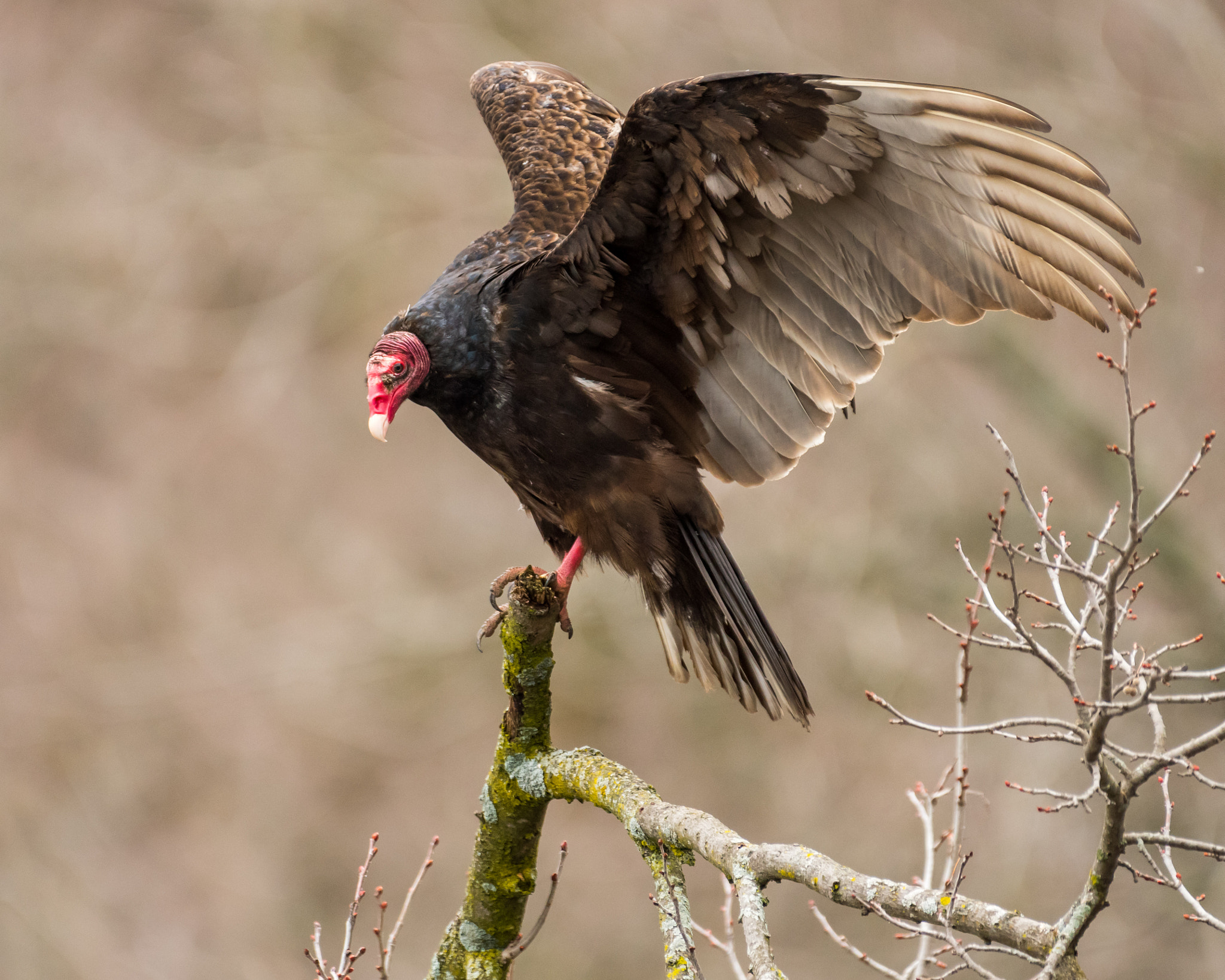 Nikon D810 sample photo. Turkey vulture photography