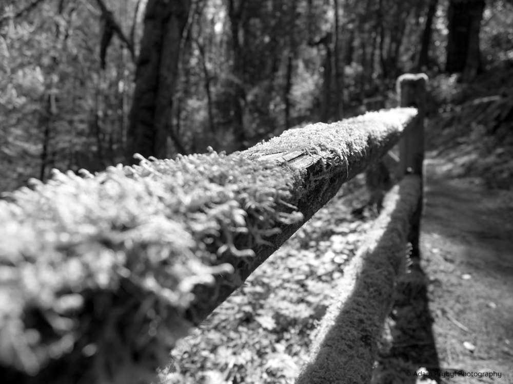 Olympus OM-D E-M5 II + Olympus M.Zuiko Digital ED 12-40mm F2.8 Pro sample photo. Handrail photography
