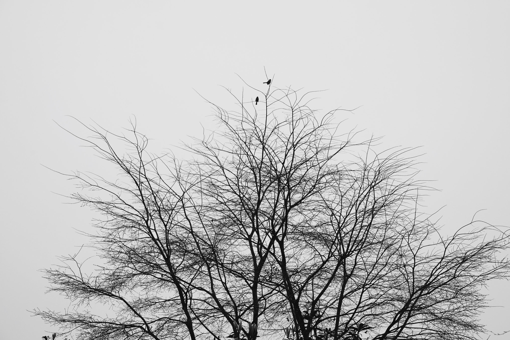 ZEISS Batis 85mm F1.8 sample photo