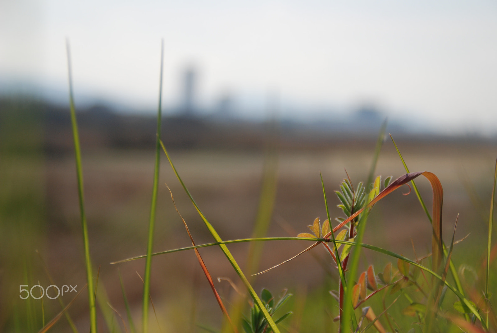 Nikon D80 sample photo. Spring is coming soon photography