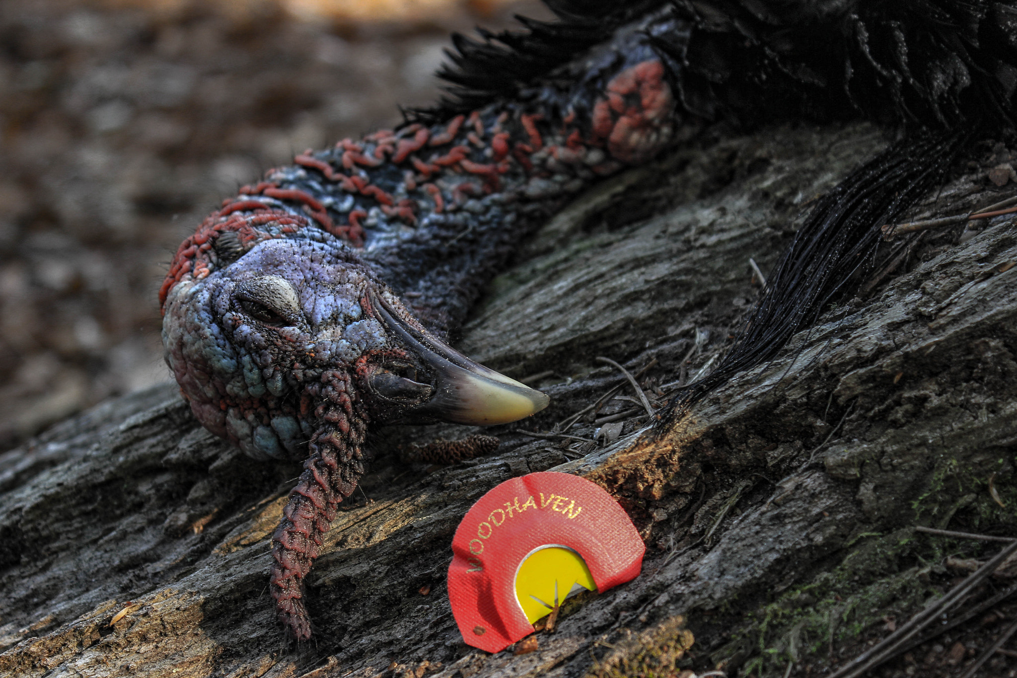 Canon EOS 550D (EOS Rebel T2i / EOS Kiss X4) sample photo. Sleeping turkey photography